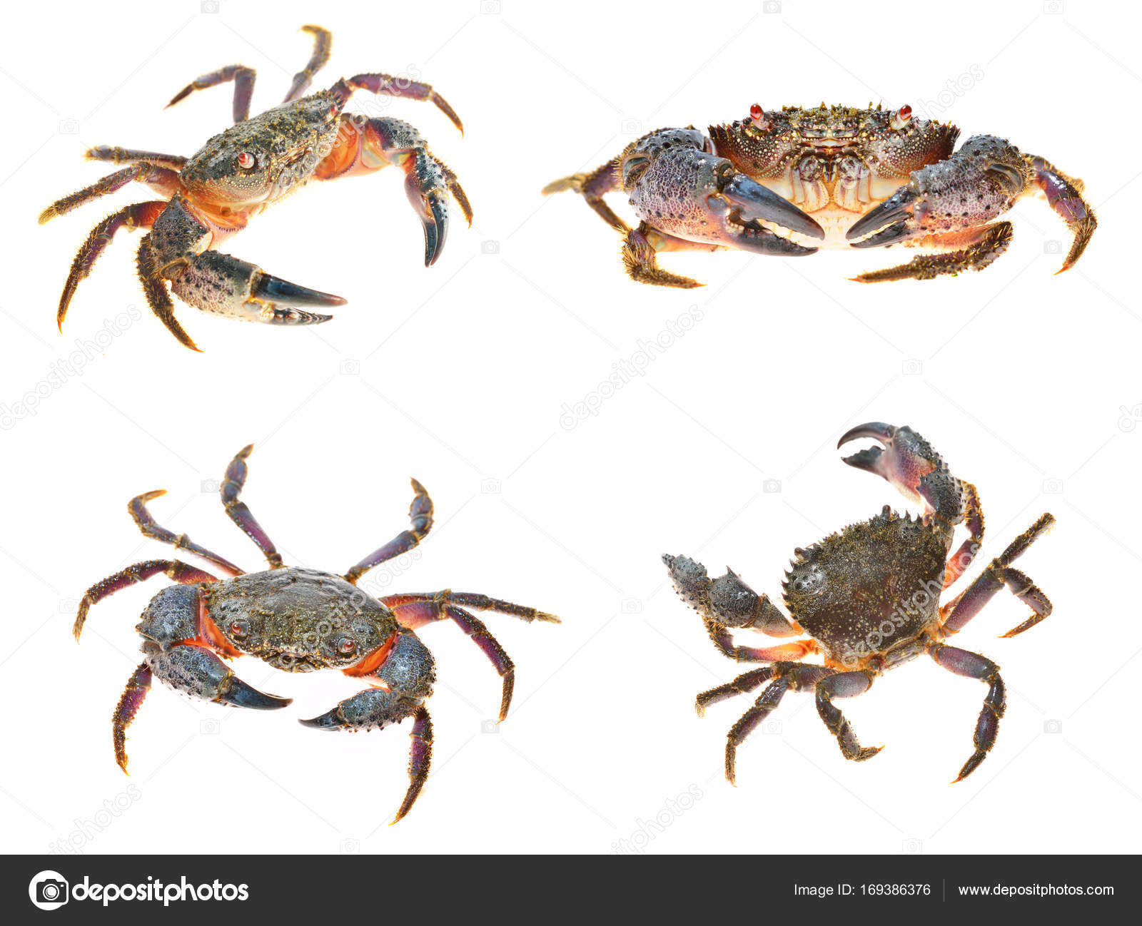 warty crab Eriphia verrucosa — Stock Photo © alex.stemmer #169386376