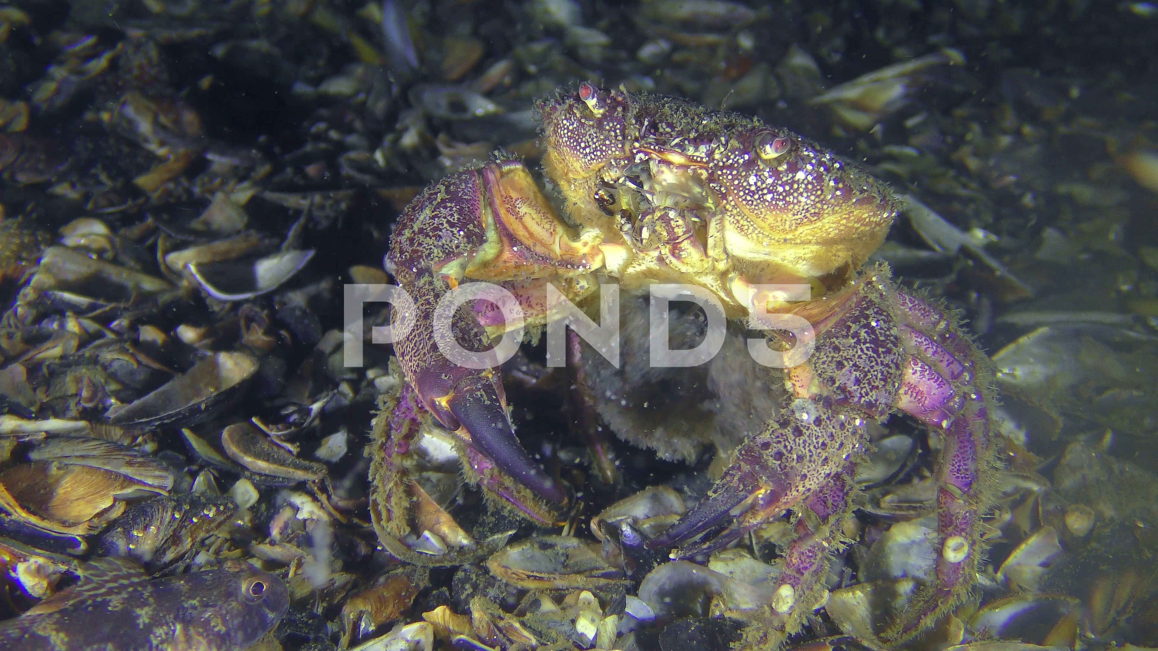 Spawning of female Warty crab or Yellow shore crab. ~ Hi Res #82870481