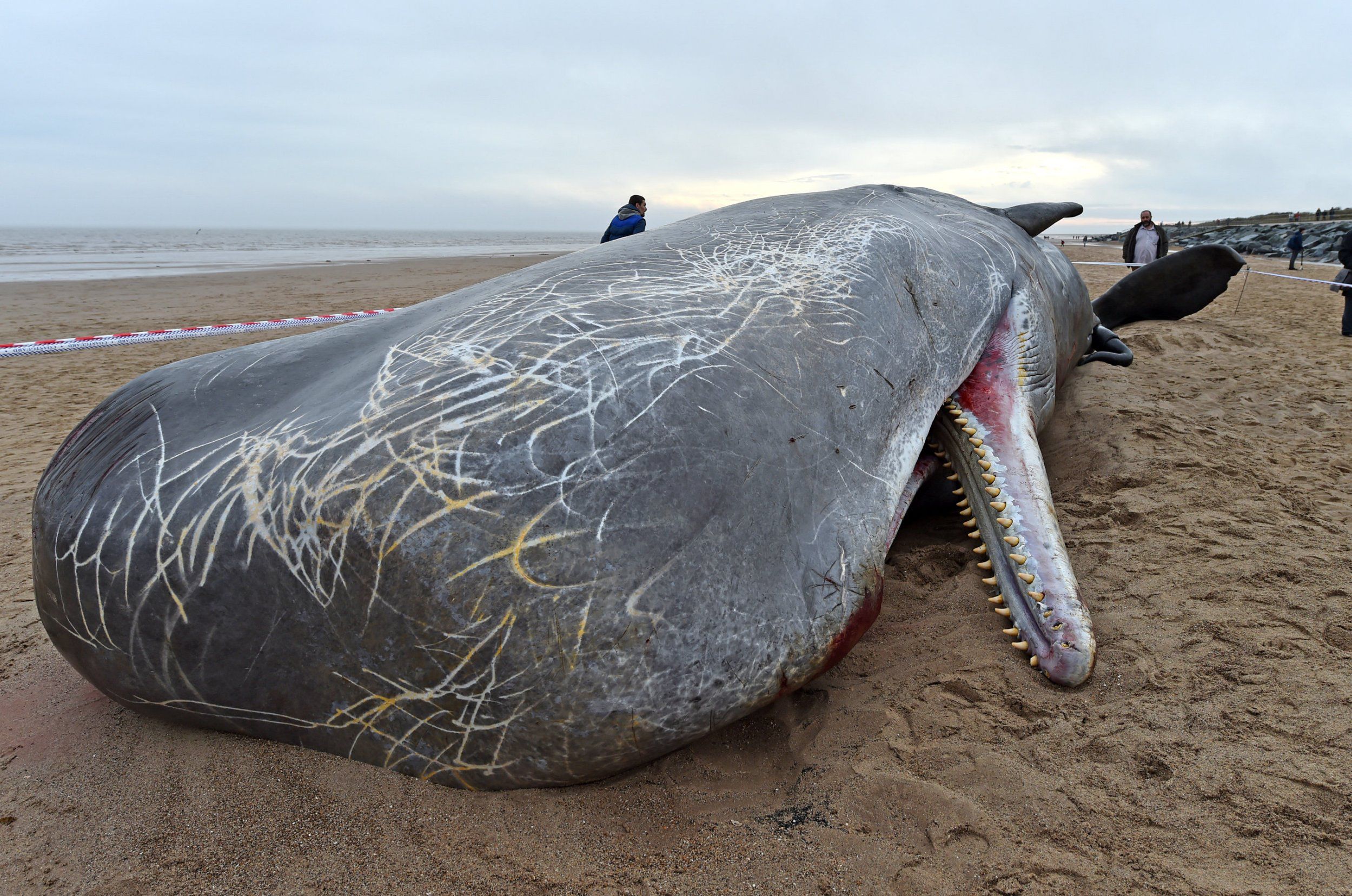 Three dead sperm whales wash up in Skegness a day after one floated ...