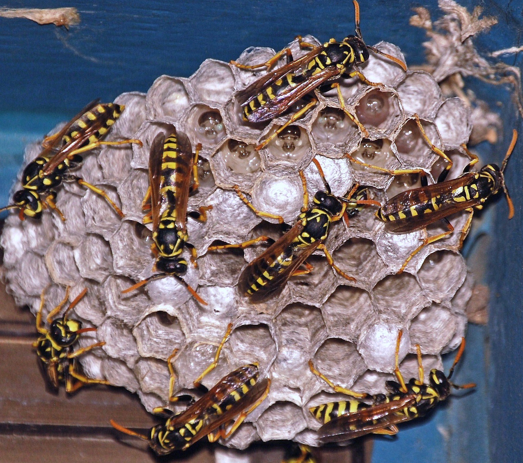 Wasp - Wikipedia
