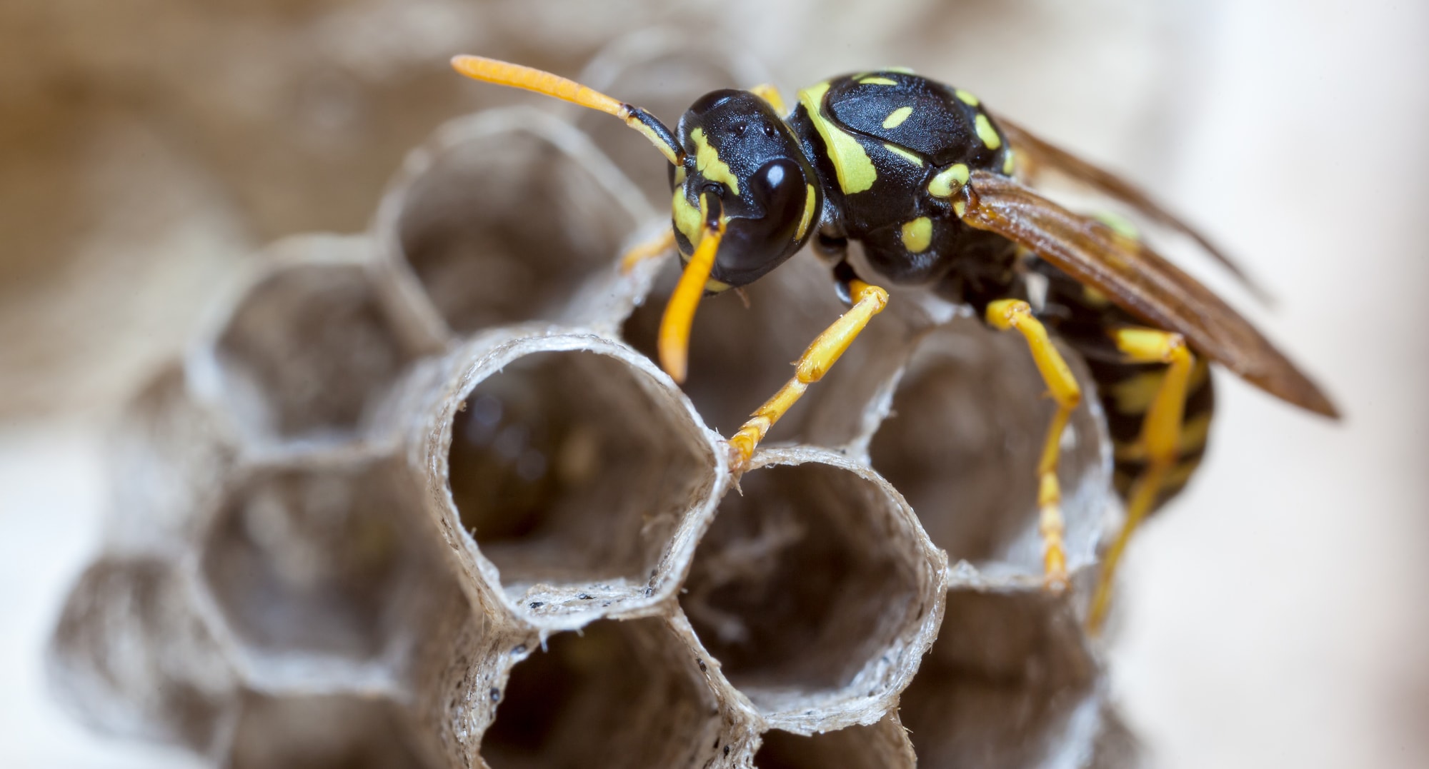 Facts About Paper Wasps | Terminix