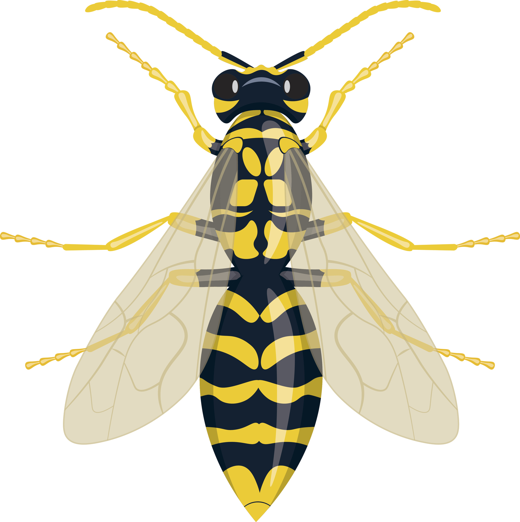 How Long Do Wasps Live? - deBugged