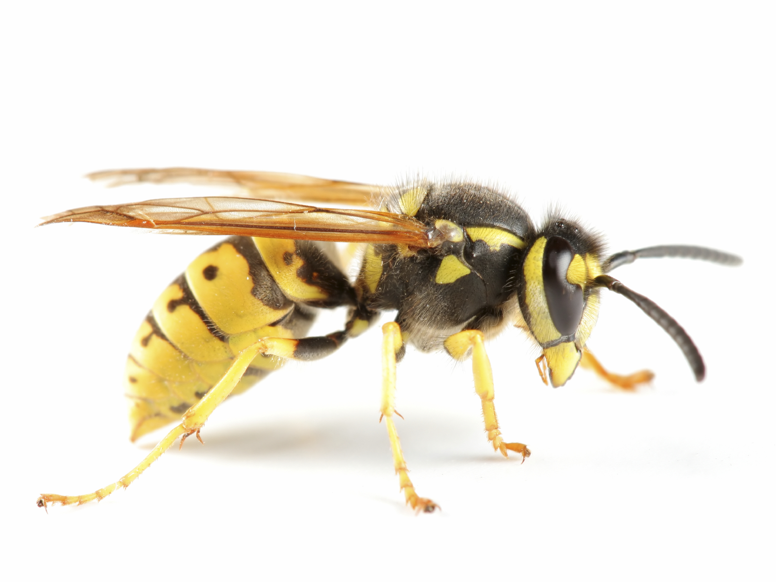 Wasp control - a little information about wasps | EnviroGuard