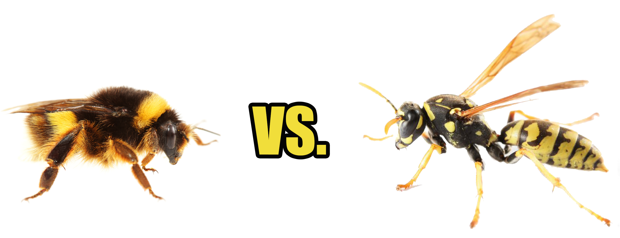 Bees and Wasps - Essential Pest Management