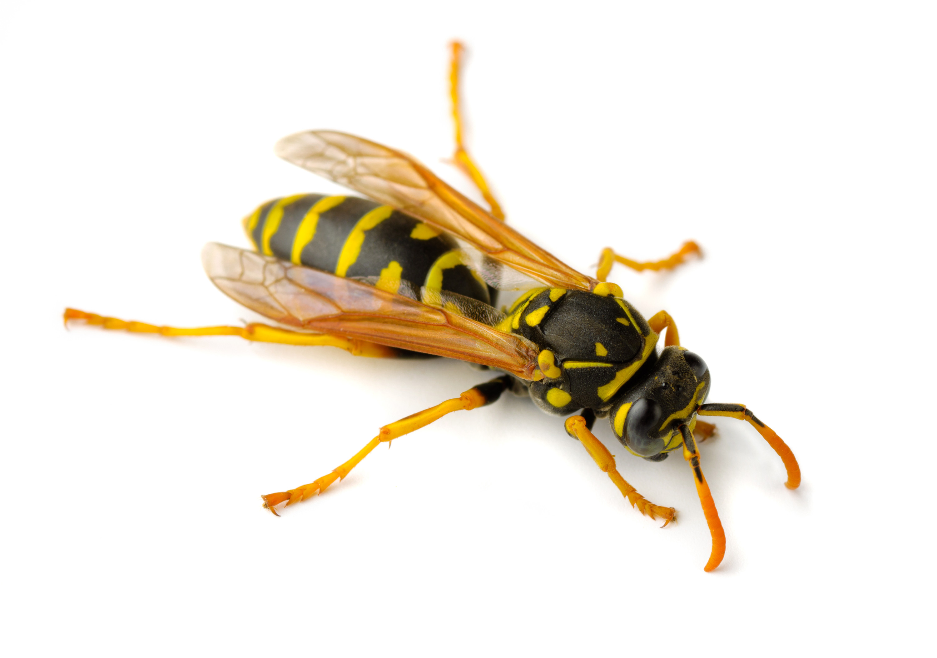 Rove Pest Control: St. Paul Wasp & Hornet Control & Extermination