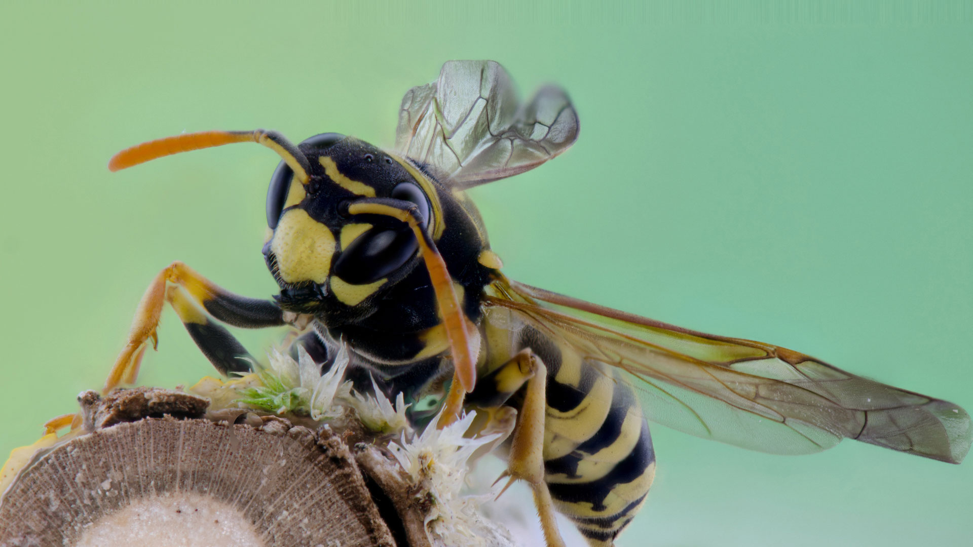 Wasps Are About: Here's What To Do About Them