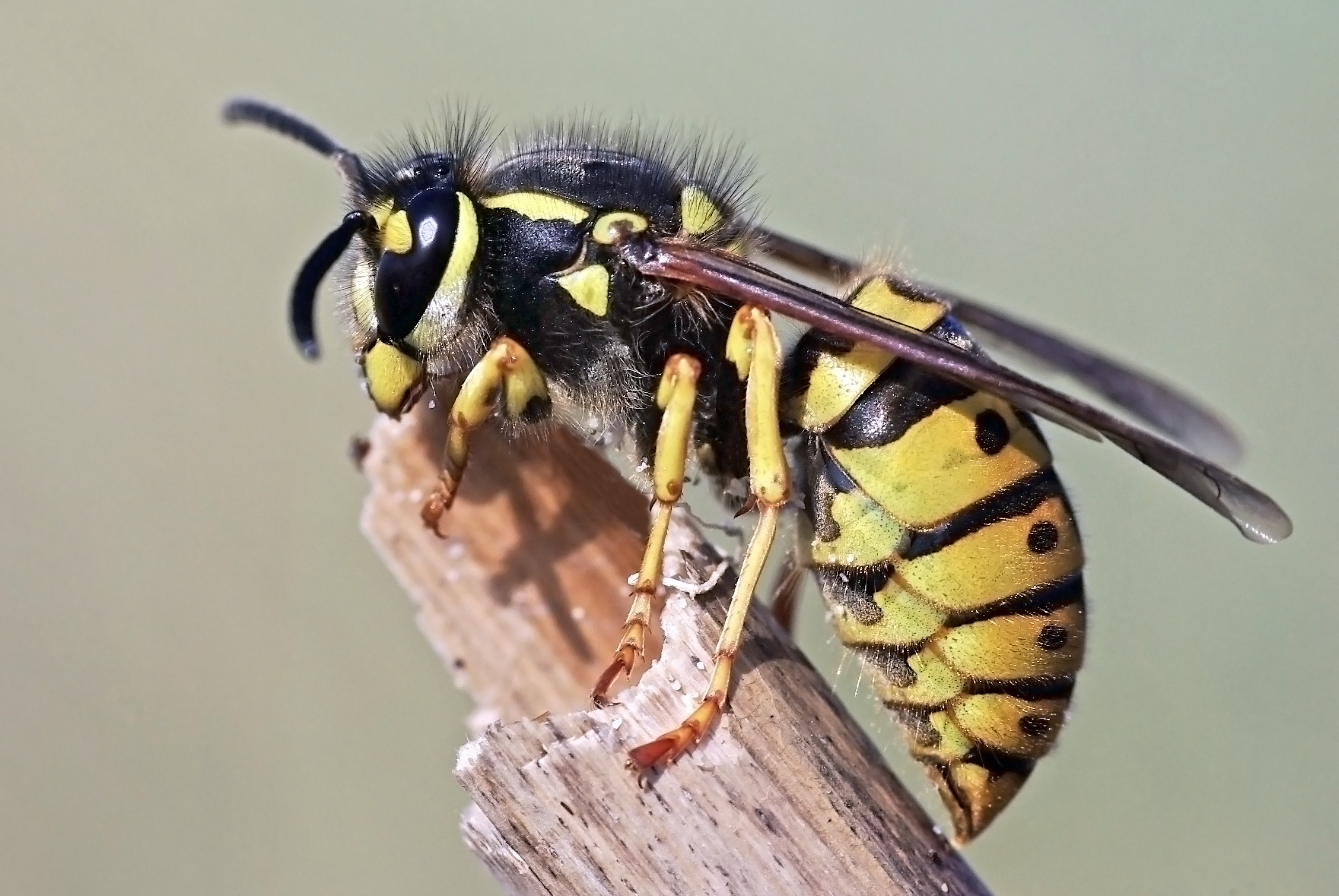 Angry and DRUNK wasps are making our lives a misery - Sunday Post