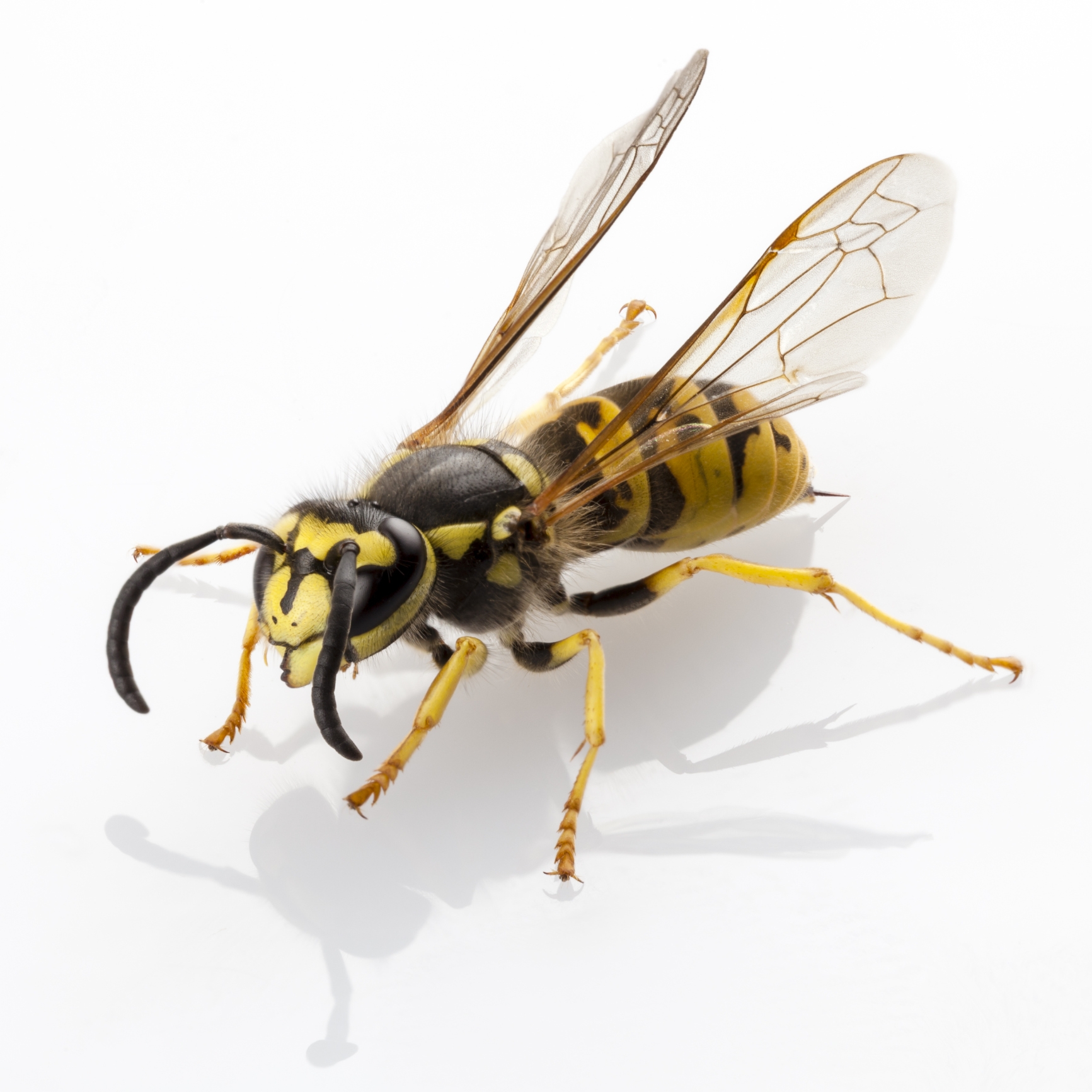 Wasps: Natural Pesticide or Deadly Neighbor? - deBugged