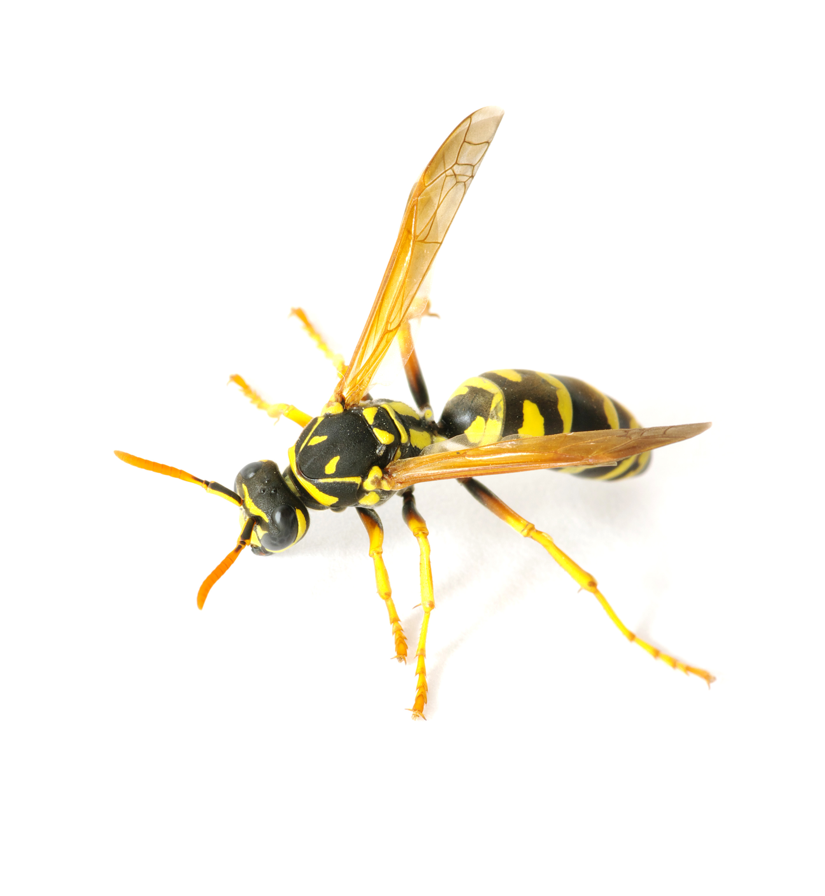 Wasps Problems | Pest Control Long Island | NYC | Westchester