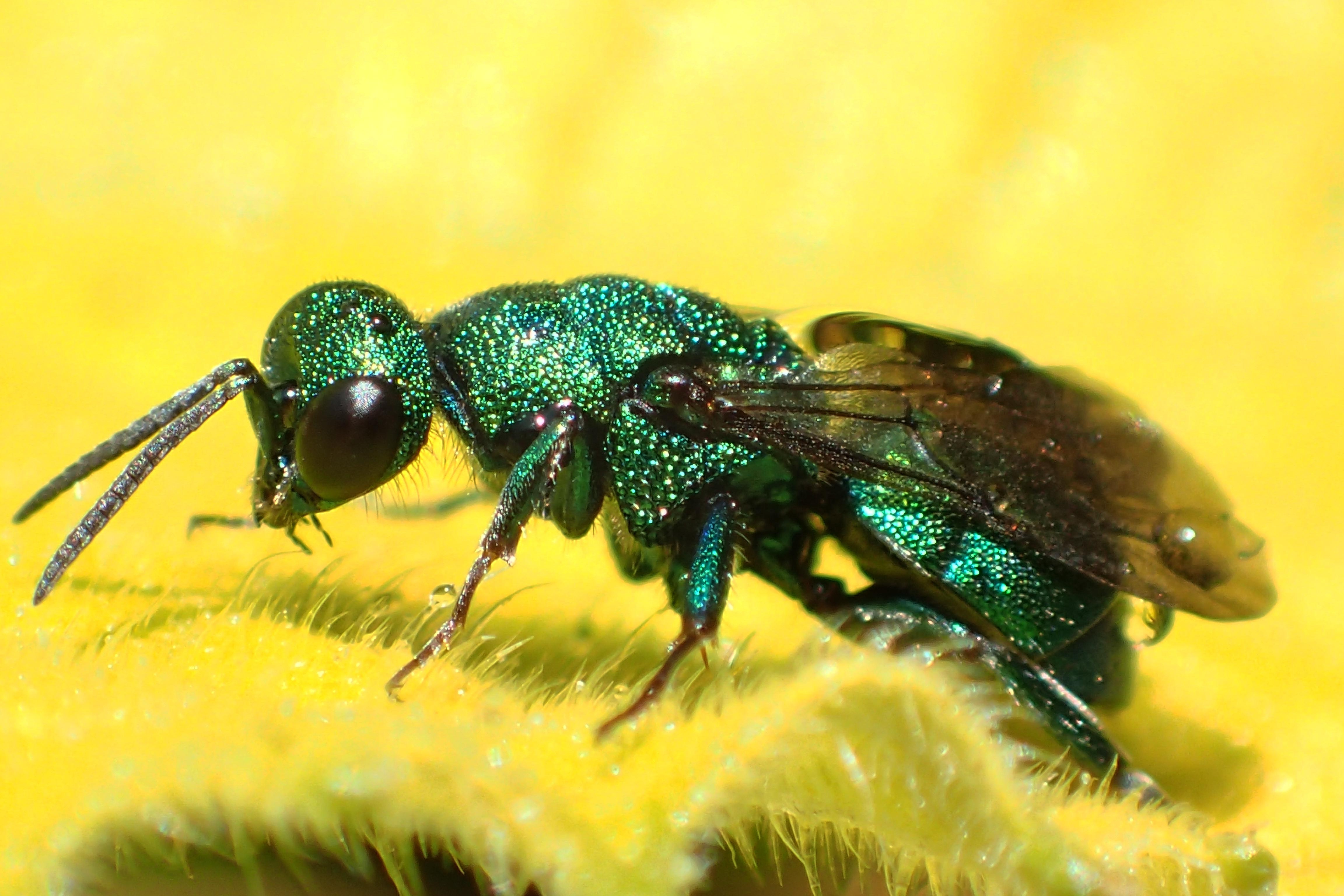 HumBug: Solitary Wasps | News Blog