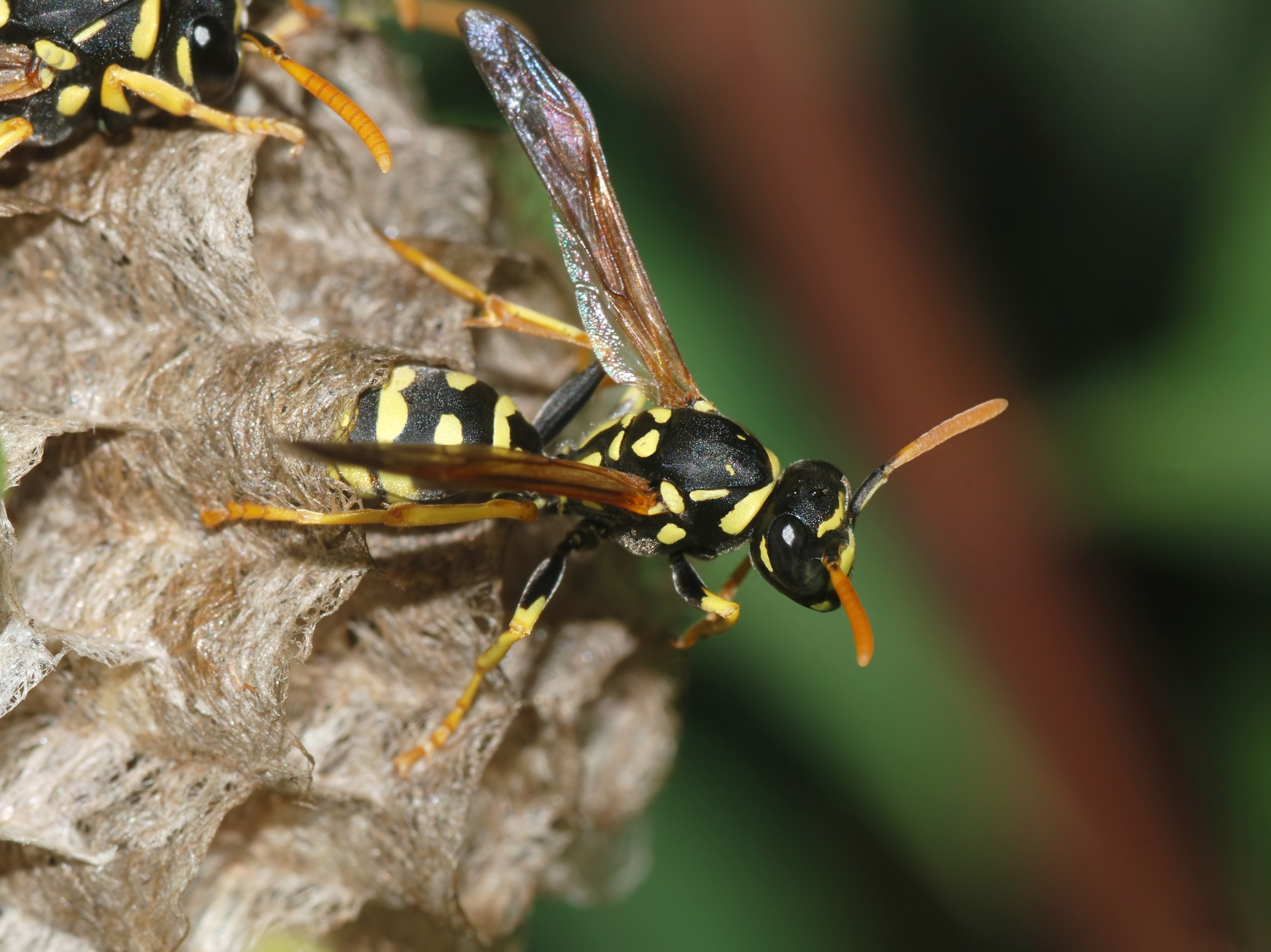 Wasp - Spirit Animal Totems and Messages