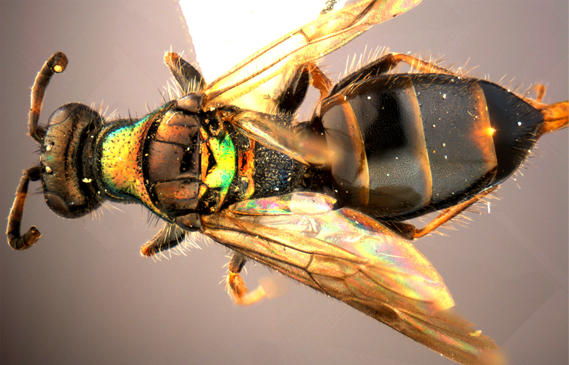 The colors of nature: Nine beautiful new wasp species from China