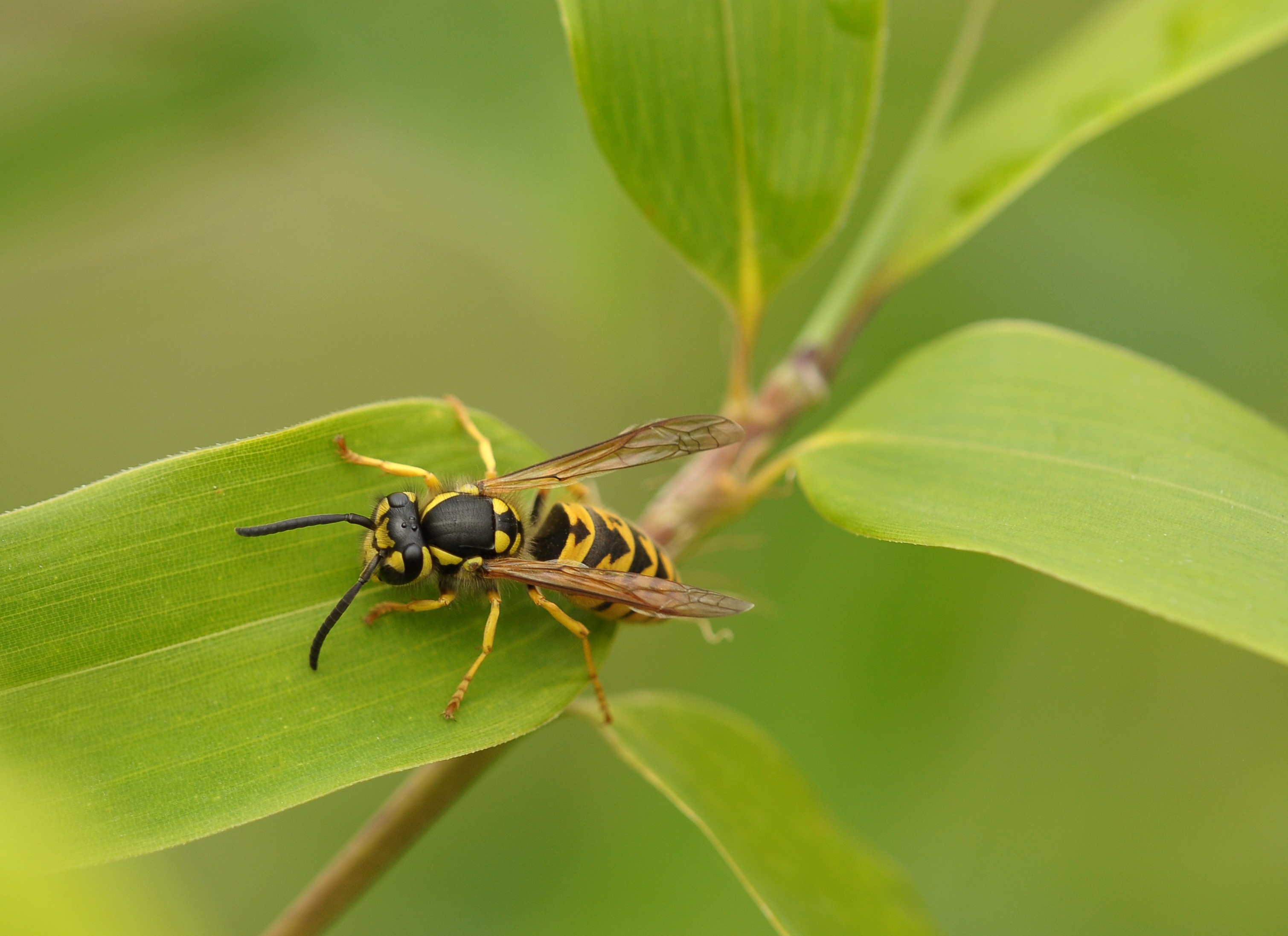 When You Should Worry About Wasps | Preventive Pest Control
