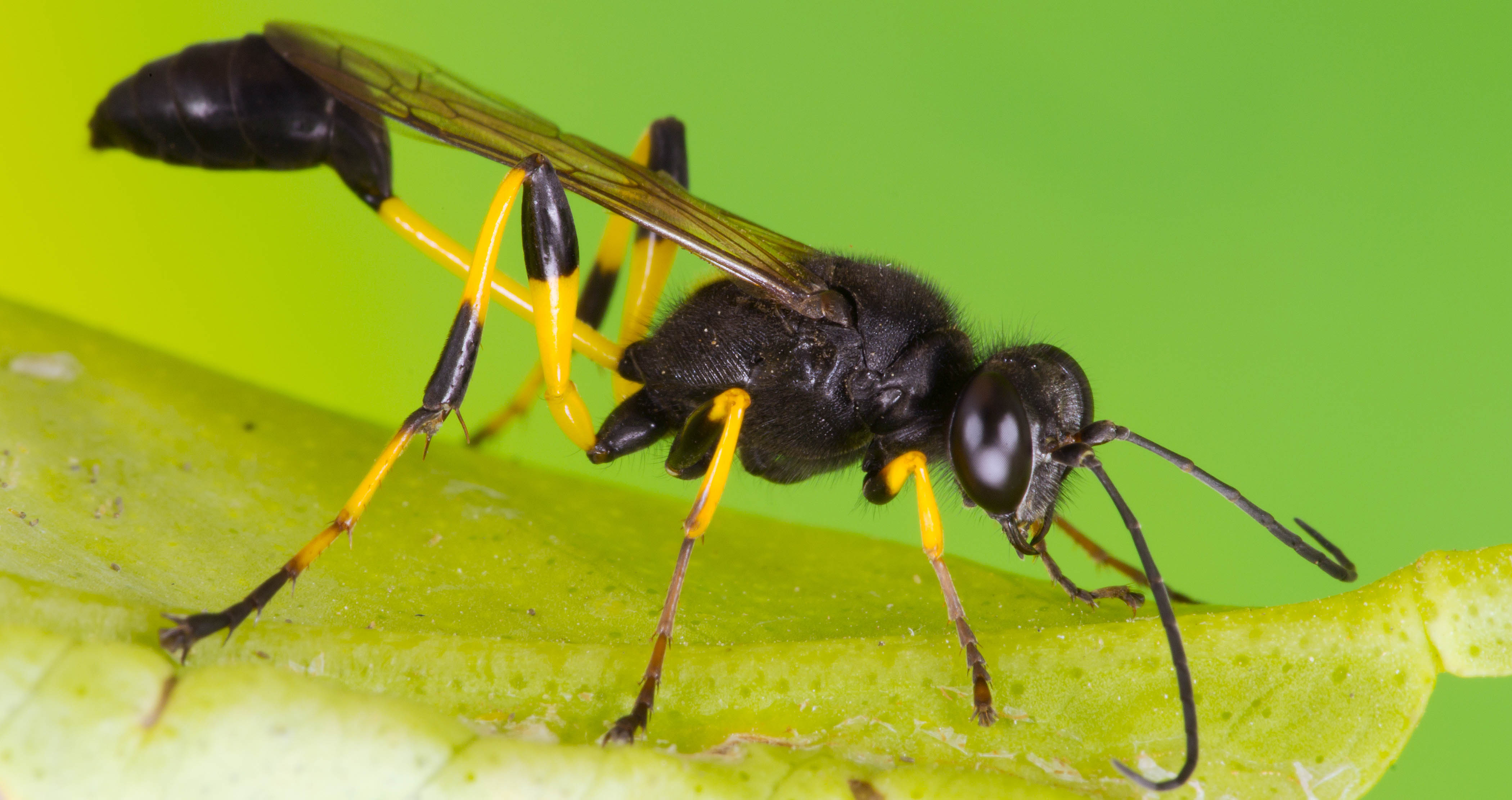 Parasitic Wasps Genetically Enslave Butterflies | Gizmodo Australia