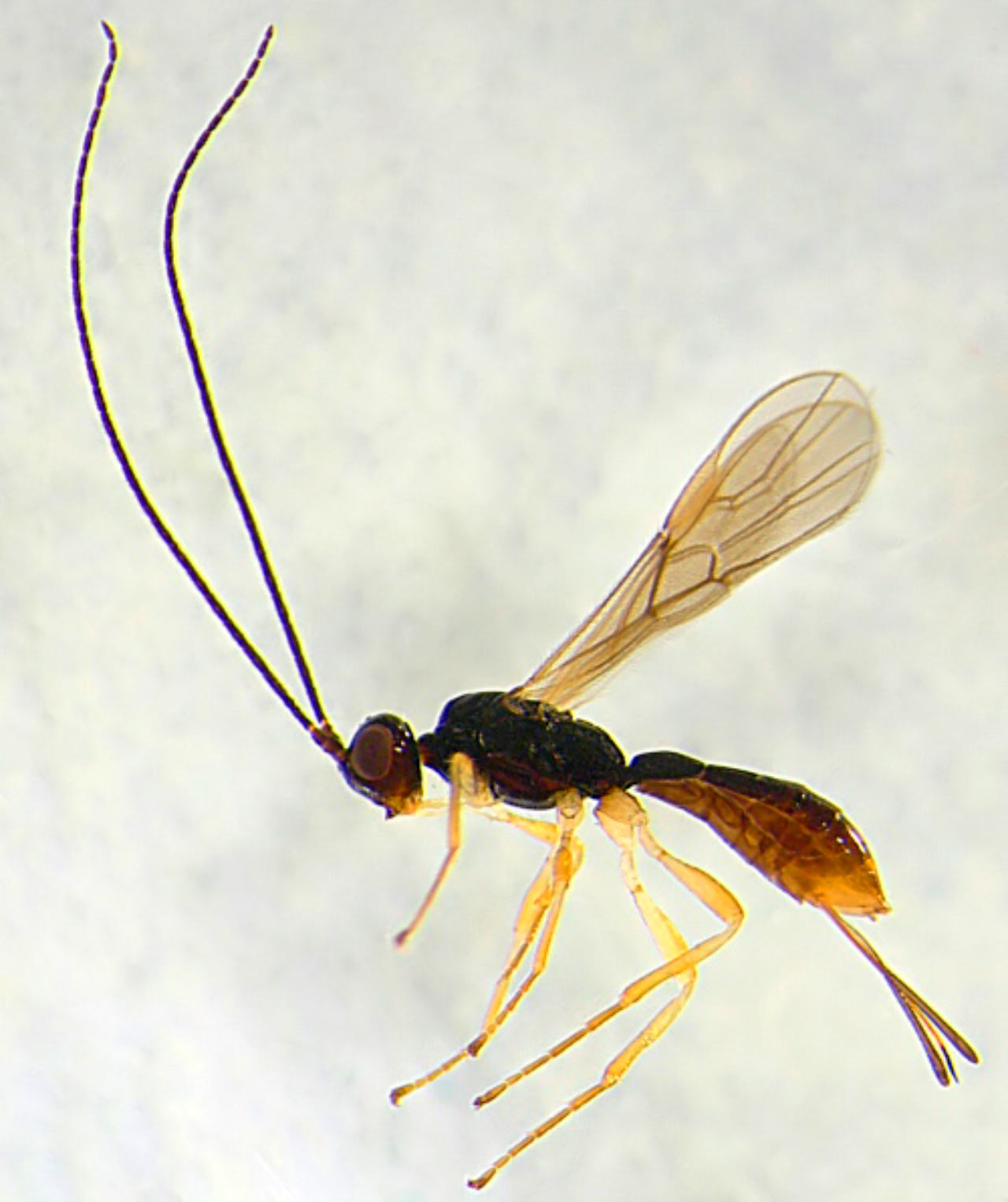 277 New Wasp Species Found in Costa Rica | Biology | Sci-News.com