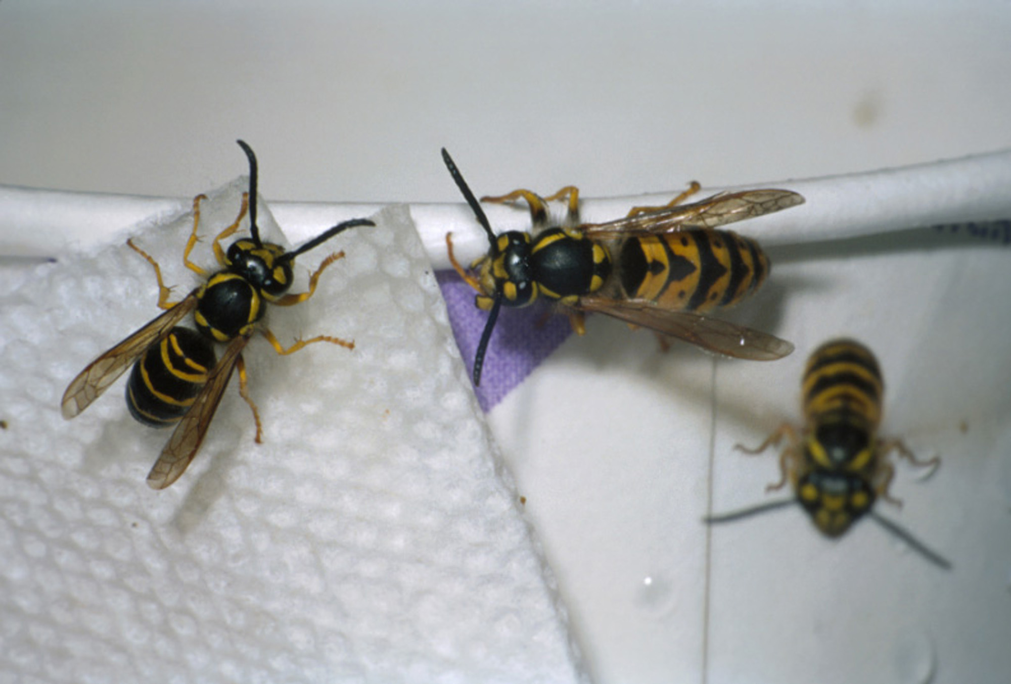 Social wasps and bees in the Upper Midwest : Insects : University of ...