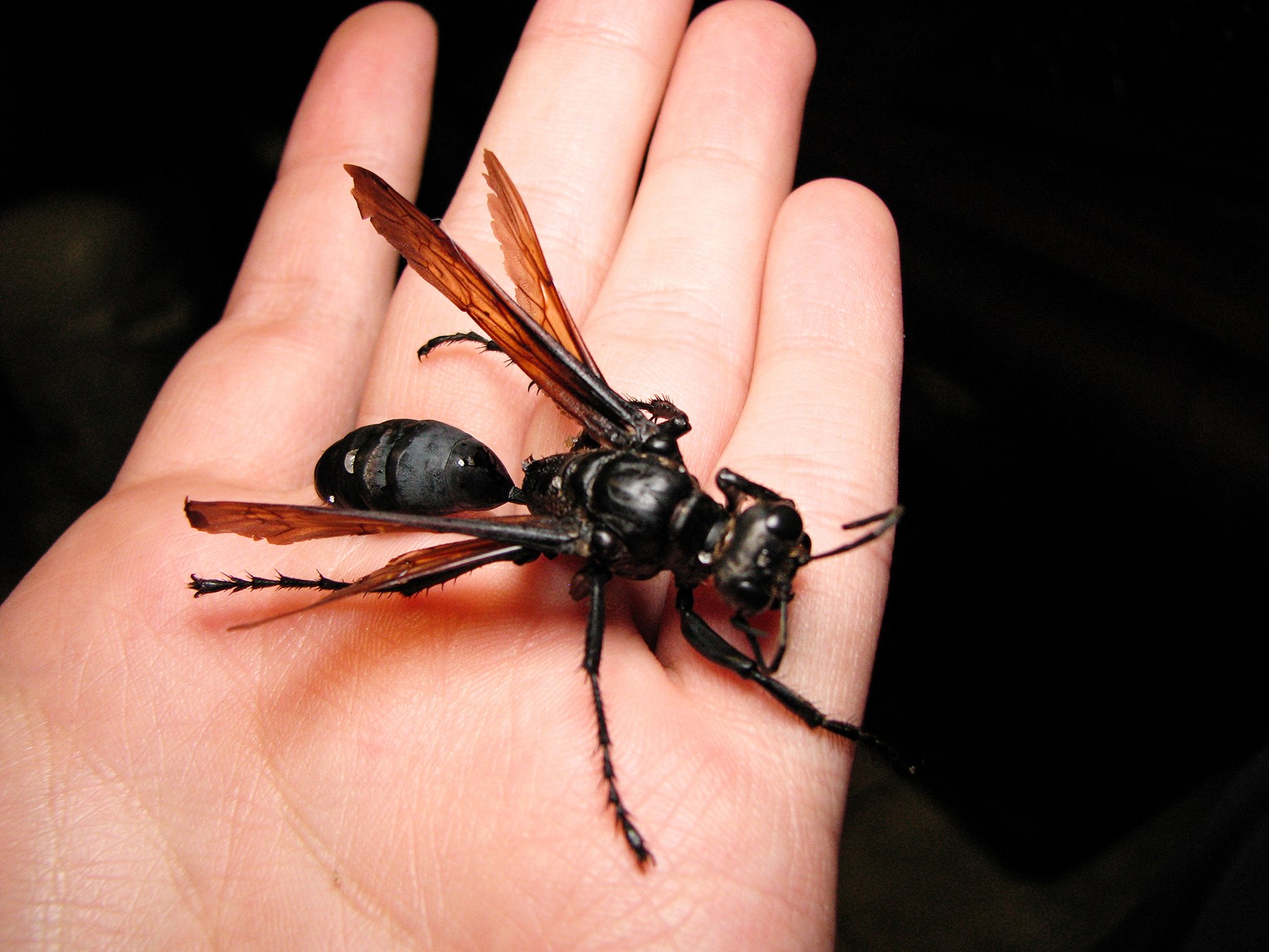 Absurd Creature of the Week: If This Wasp Stings You, 'Just Lie Down ...