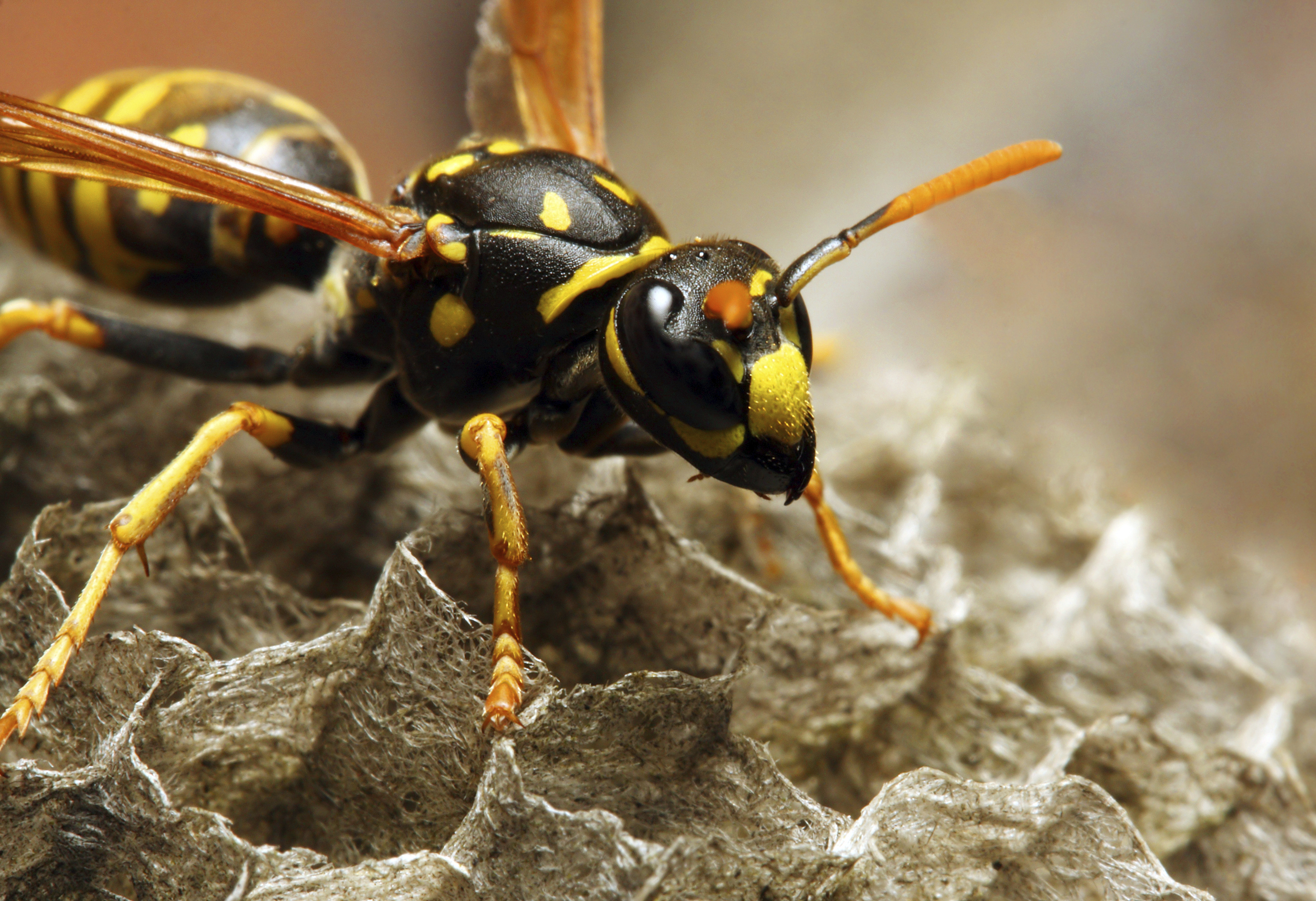 The battle against Wasps, the Alien Invaders | deBugged
