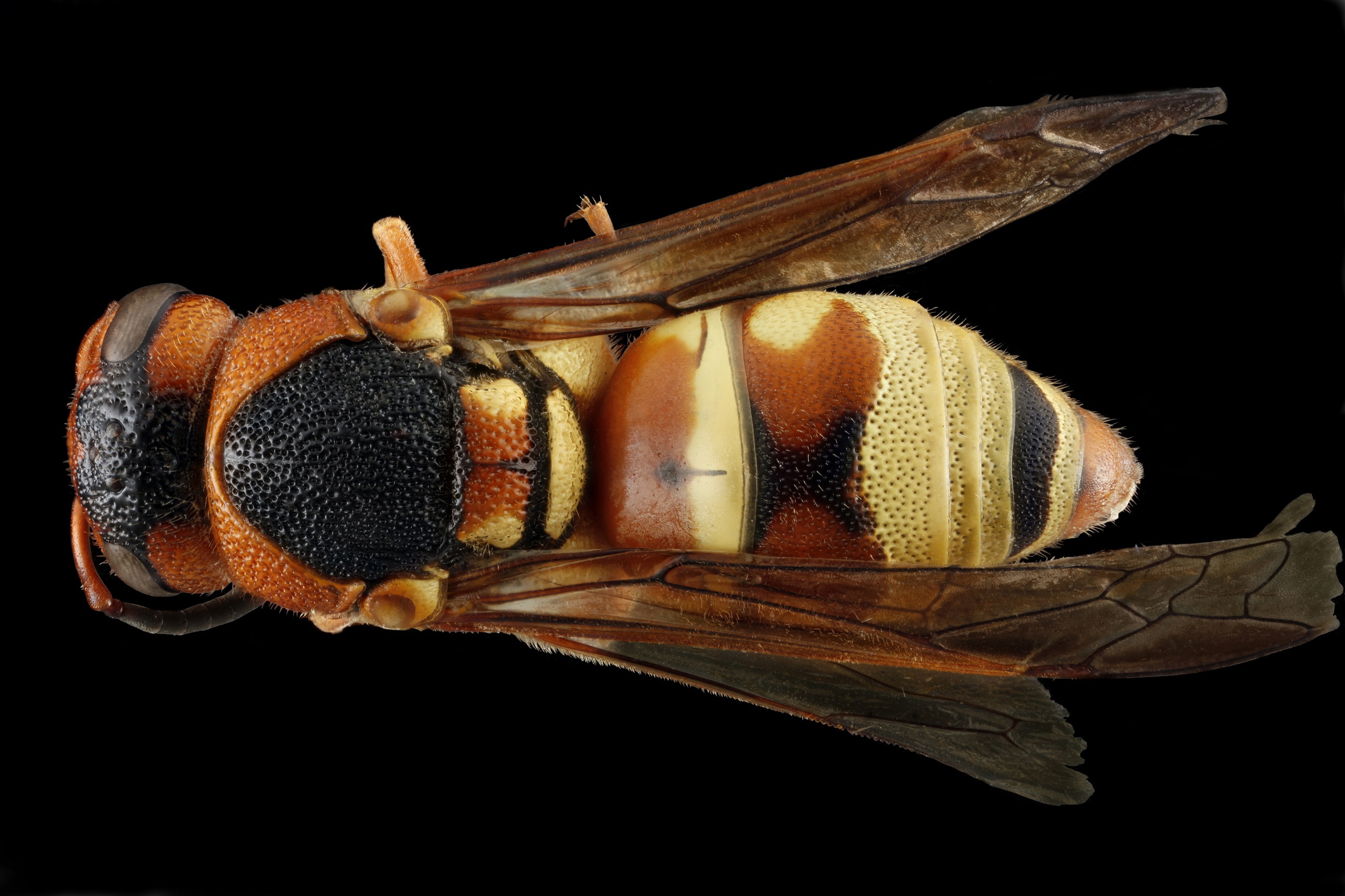 Wasp closeup photo