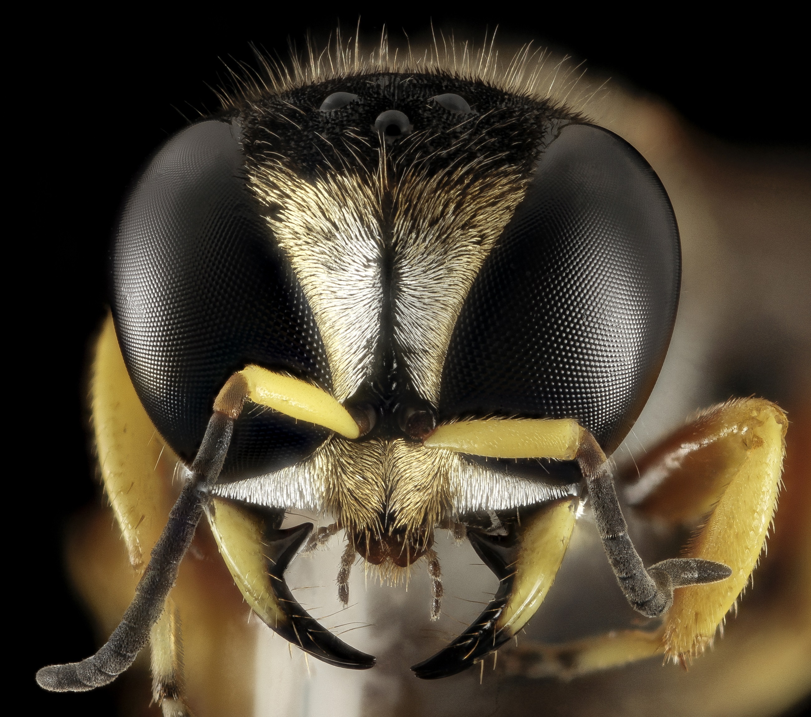 Wasp closeup photo