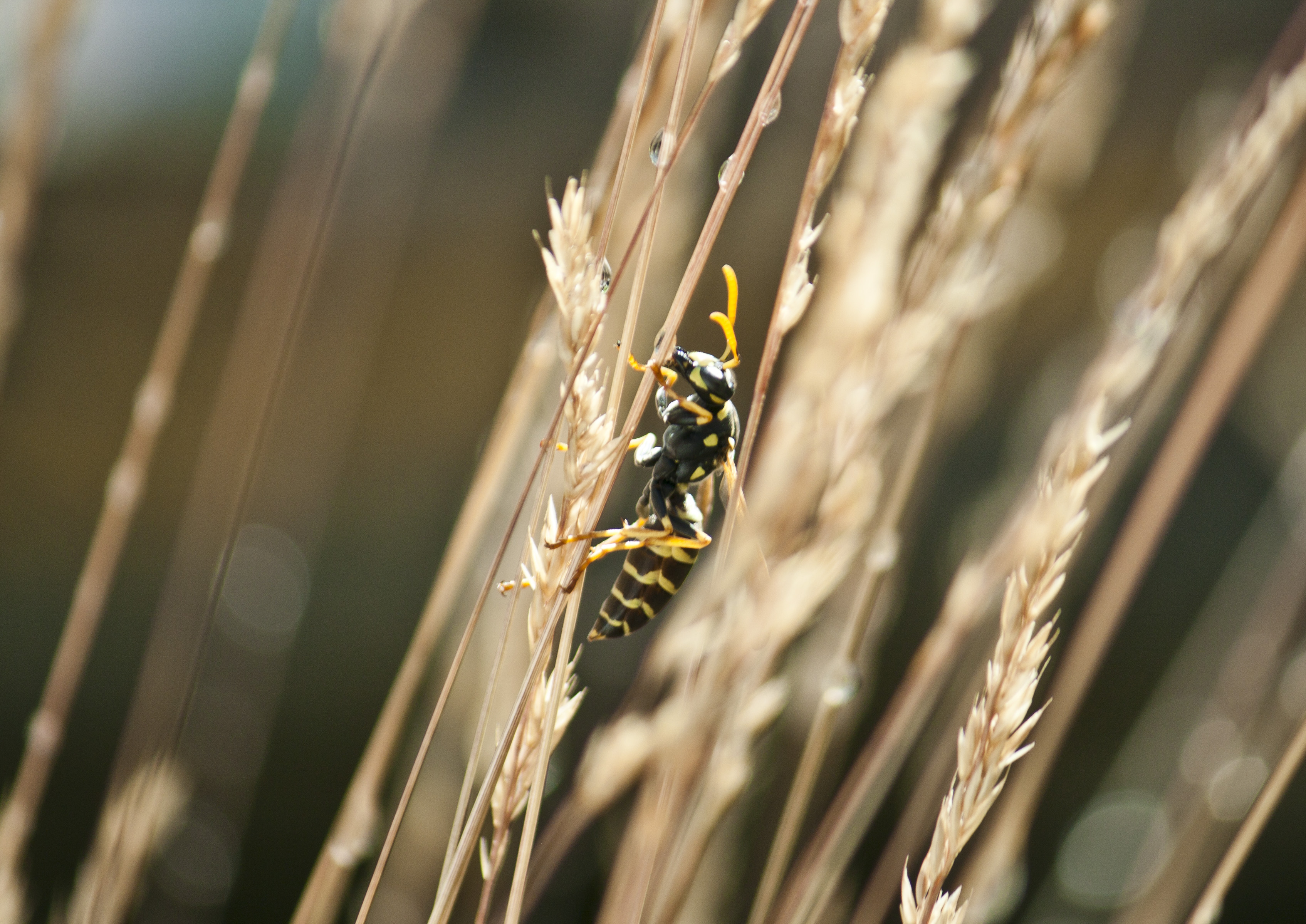 Wasp in the garden photo