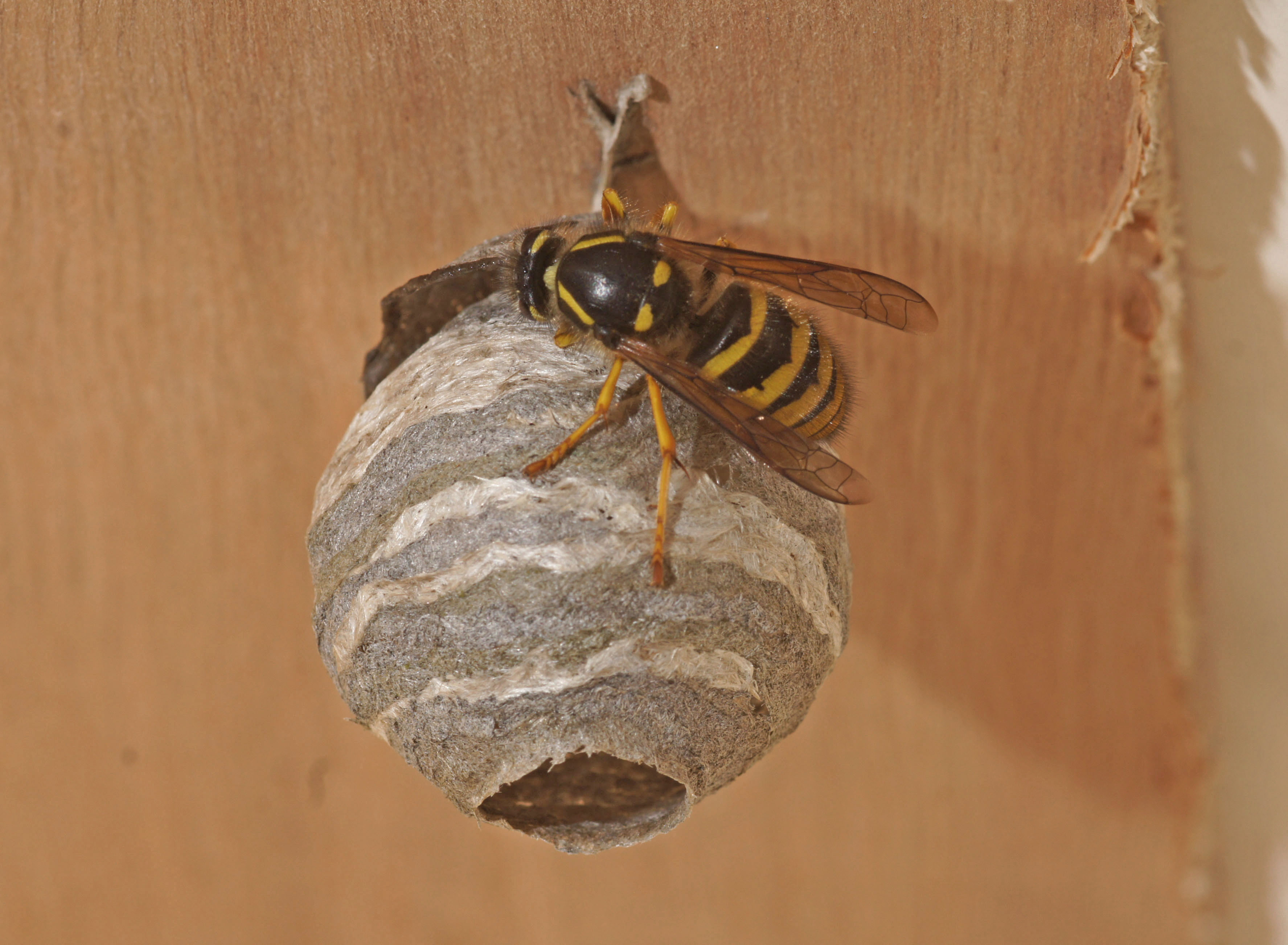 NaturePlus: Will this wasp nest get any bigger ?