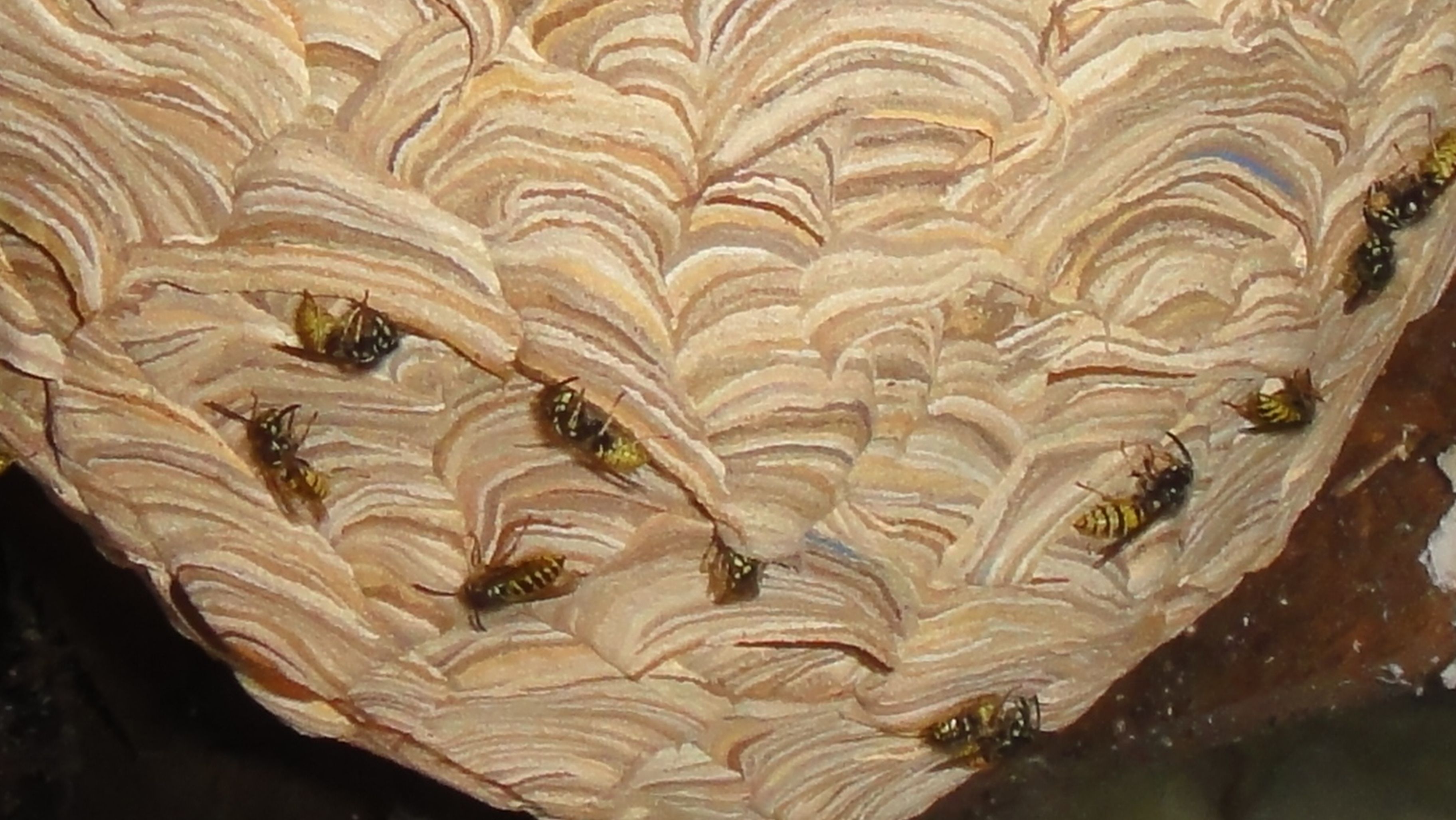 wasps nest with wasps | nests | Pinterest | Wasp nest, Wasp and Animal