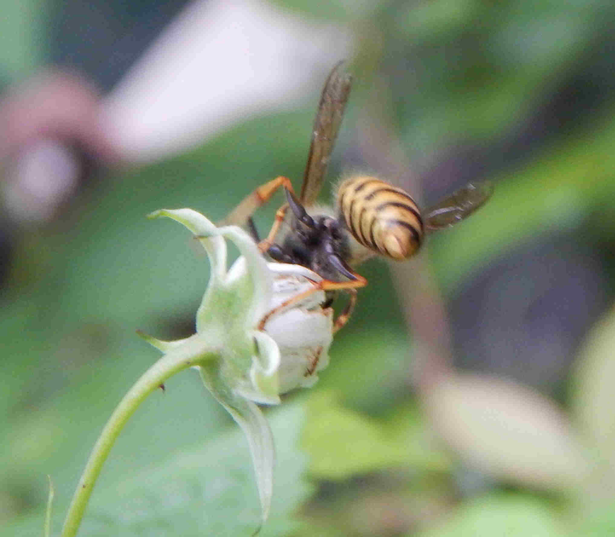 Wasp on flower photo