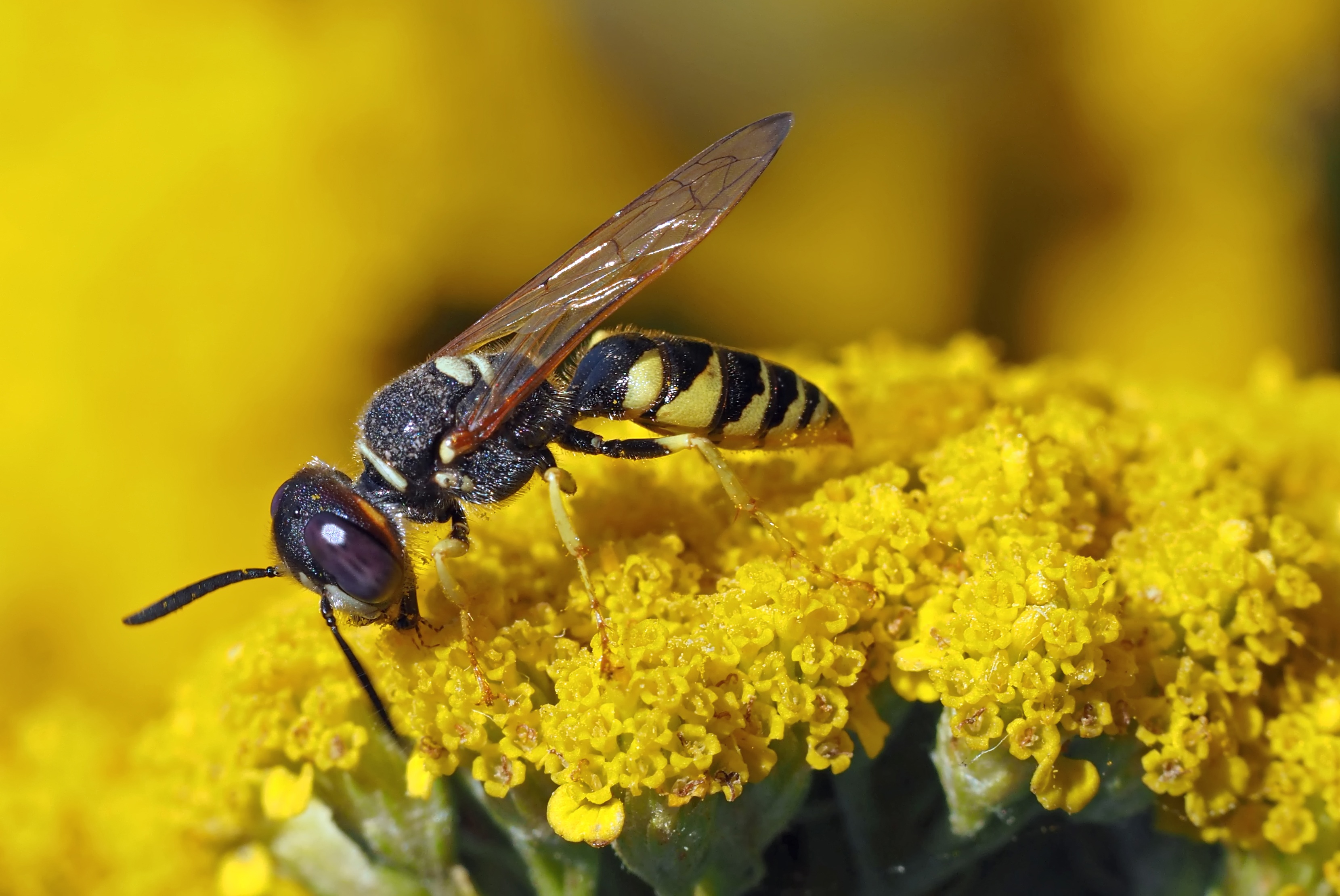 Wasp on yellow flower photo