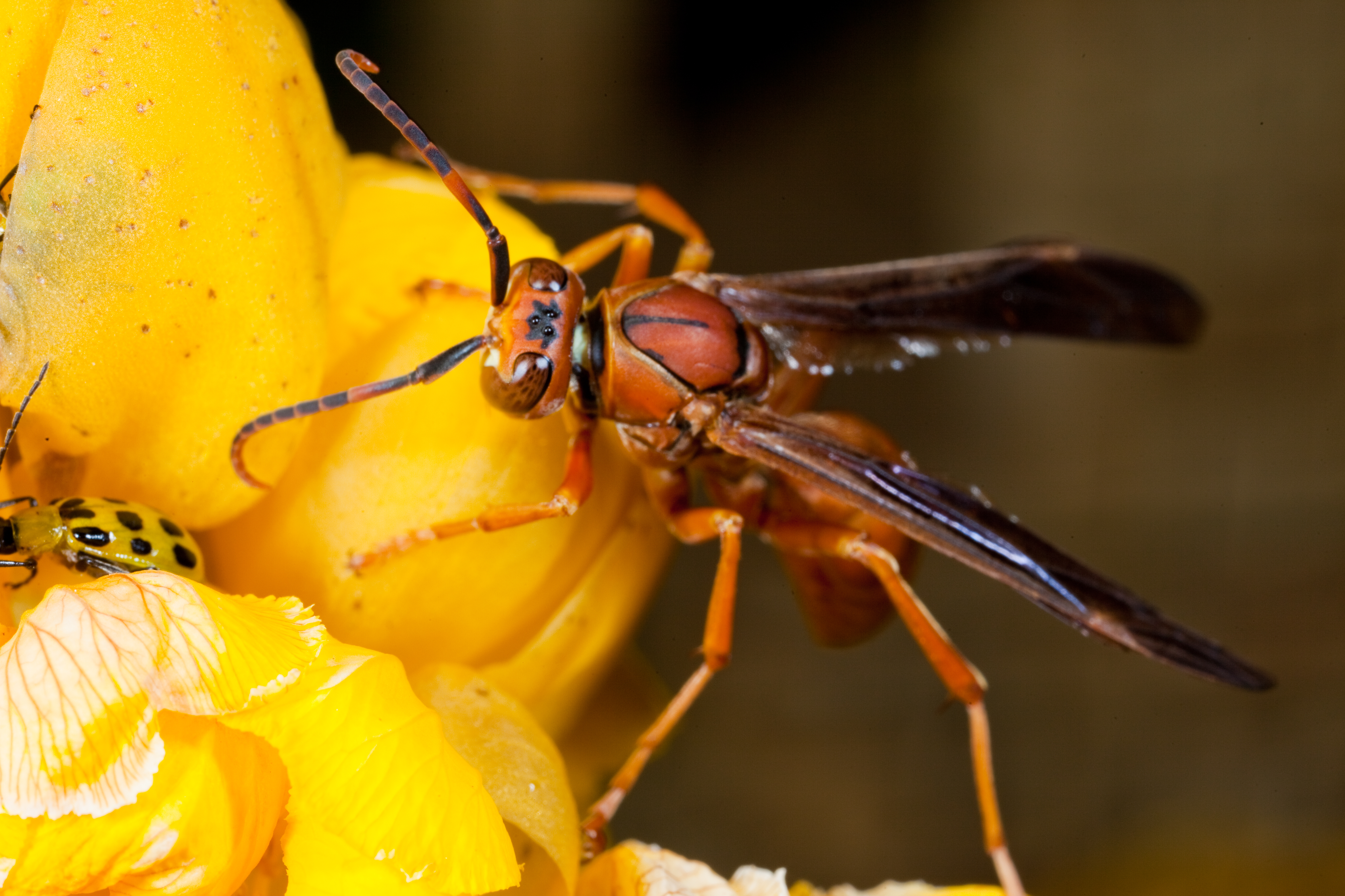 Wasp on yellow flower photo