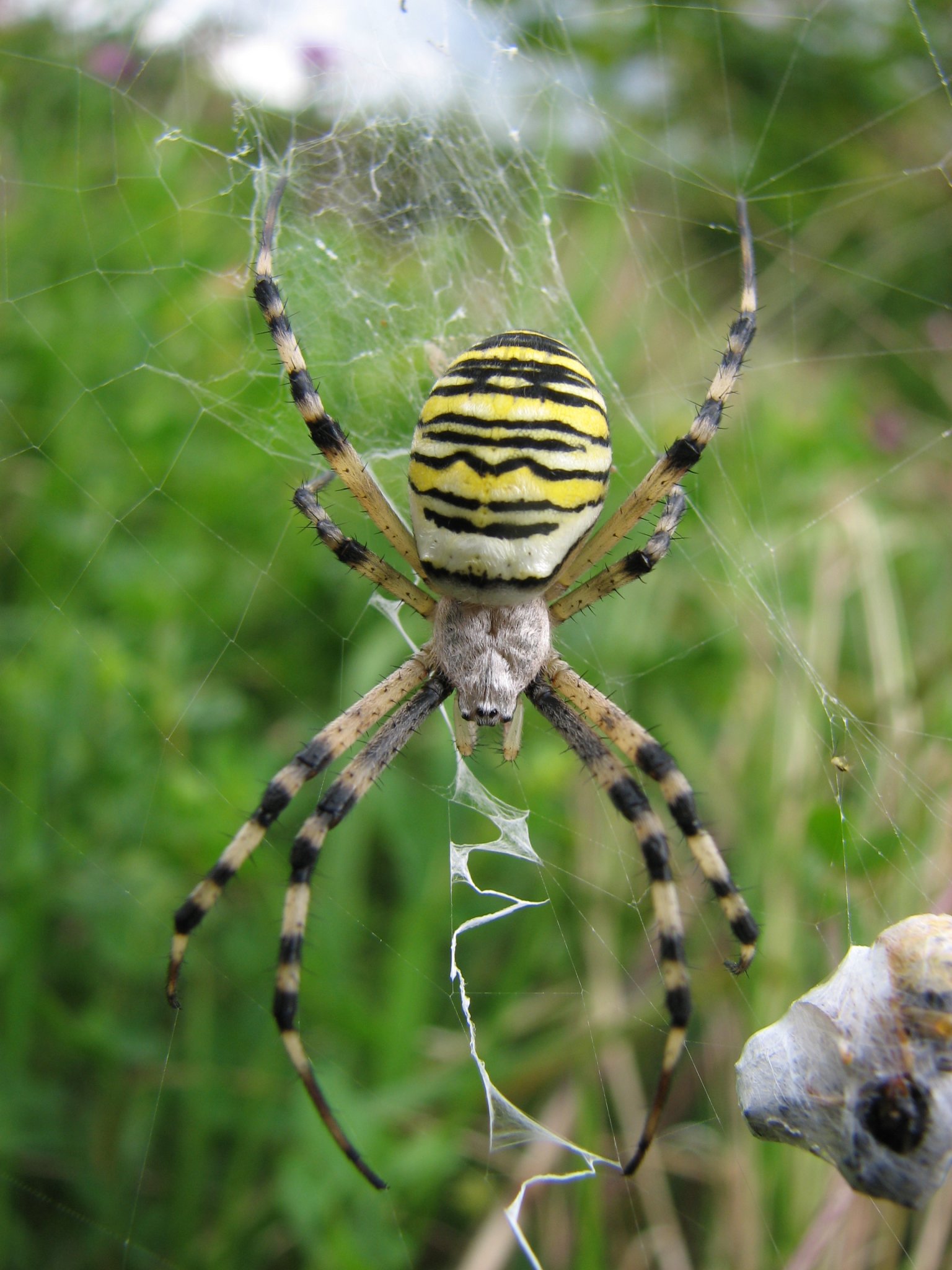 Wasp Spider - Empire Pest Control London