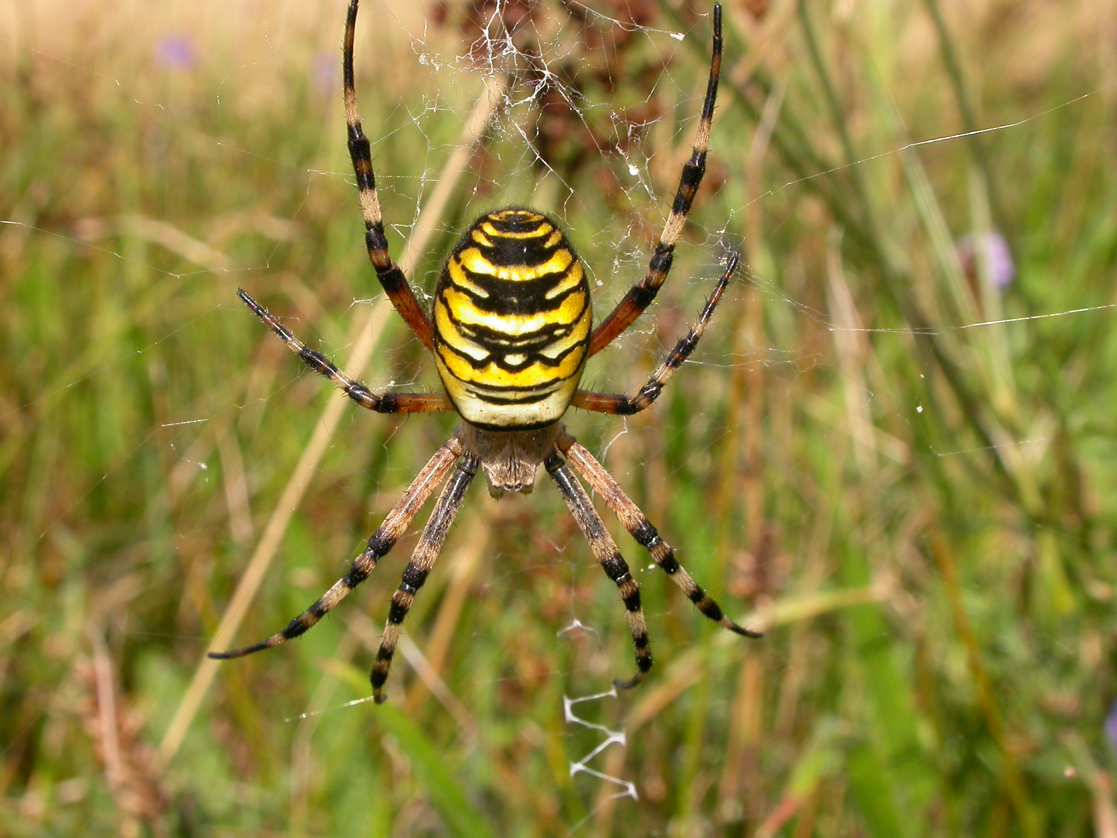 Watch out for the Wasp Spider – Reading & District Natural History ...