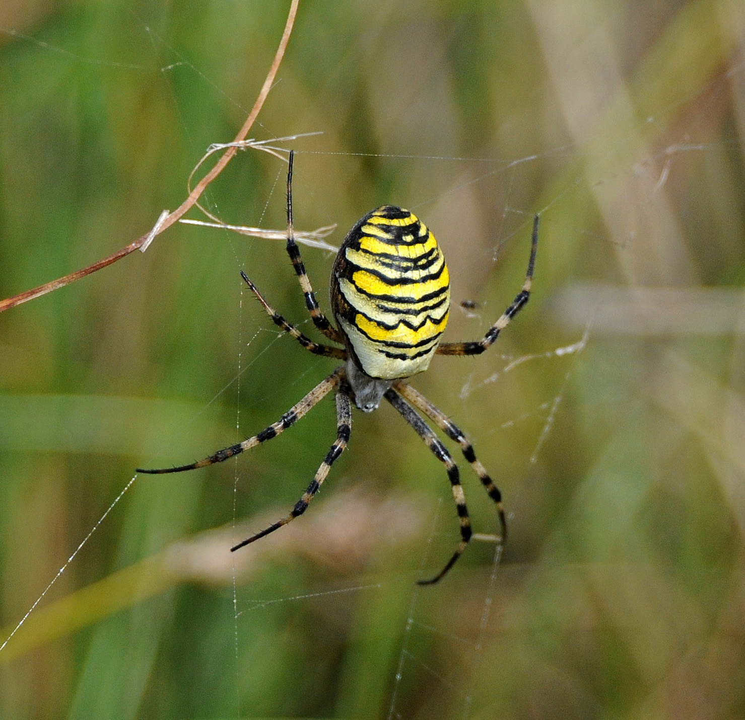 What does a digger and a spider have in common? - Minsmere ...