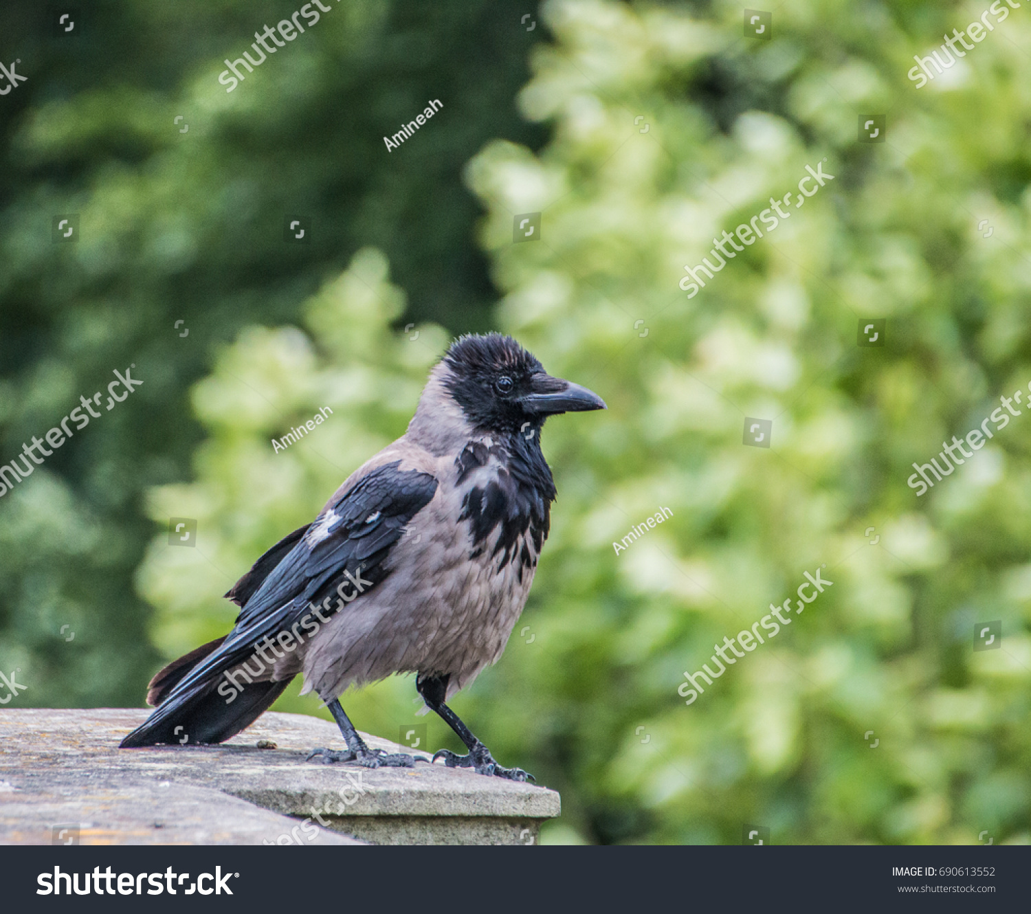 Corvus Corone Black Grey Carrion Crow Stock Photo (Royalty Free ...