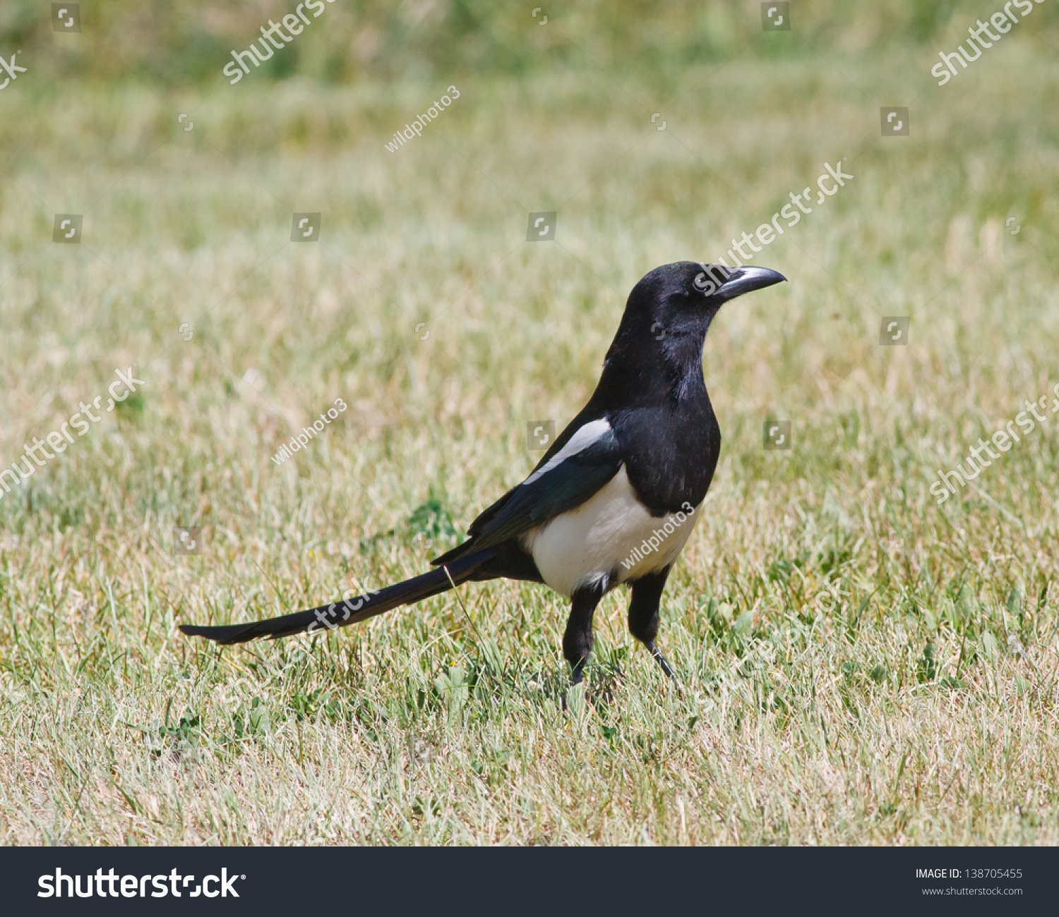 Black Billed Magpie Standing Short Grass Stock Photo 138705455 ...