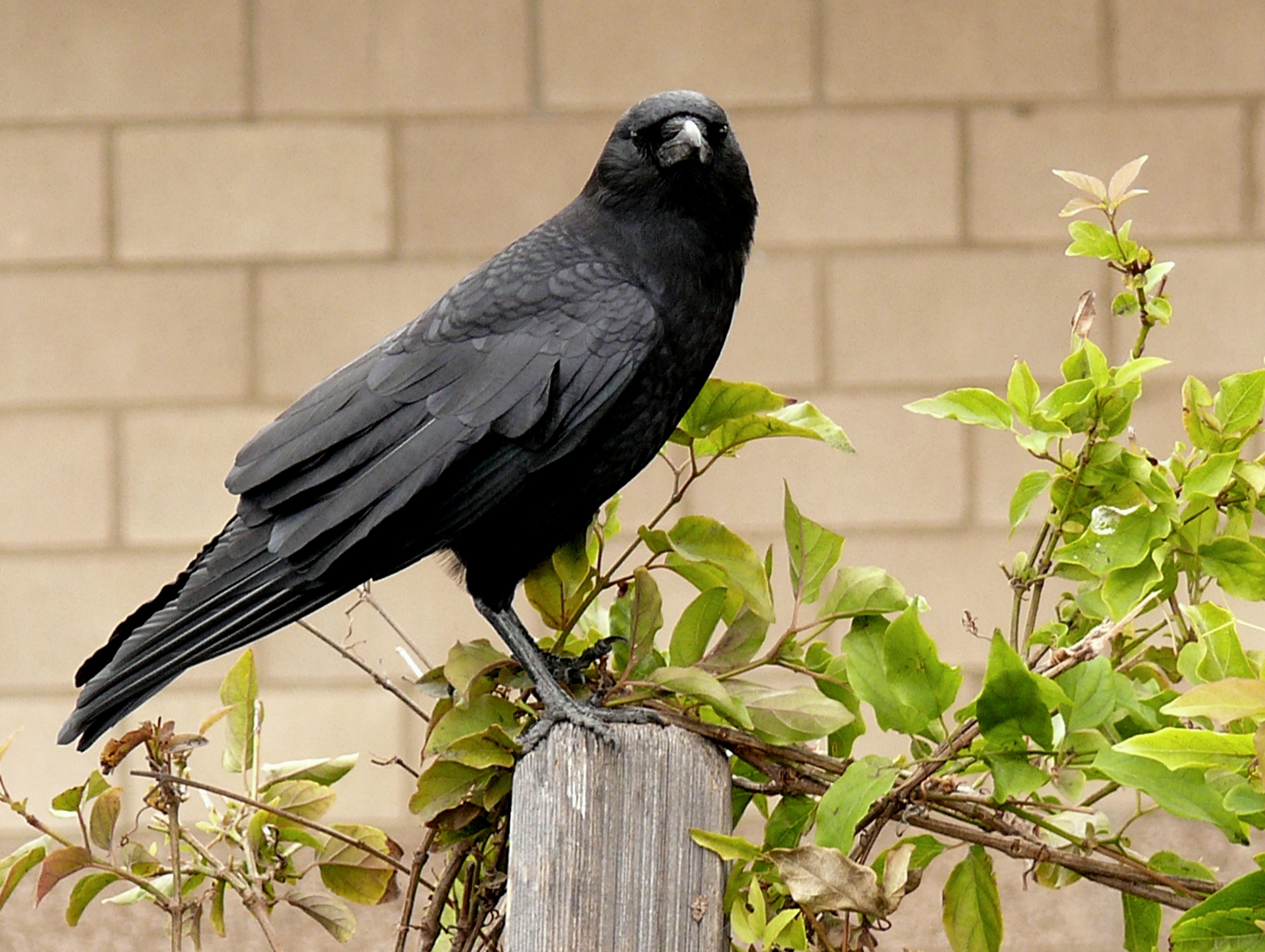 American crow, Corvus brachyrhynchos. Because these are abundant and ...