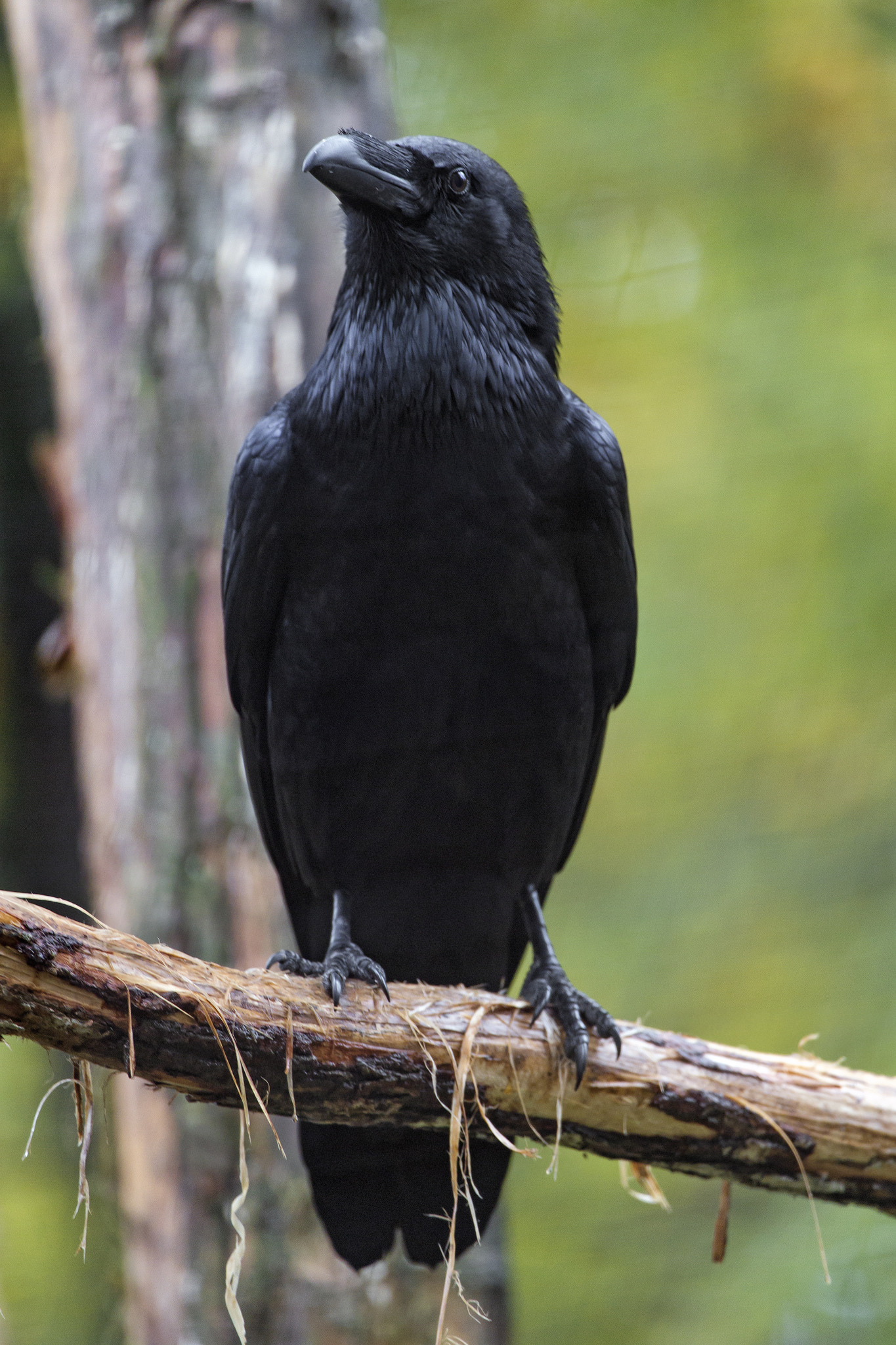 Perched raven | Ravens, Crows and Bird