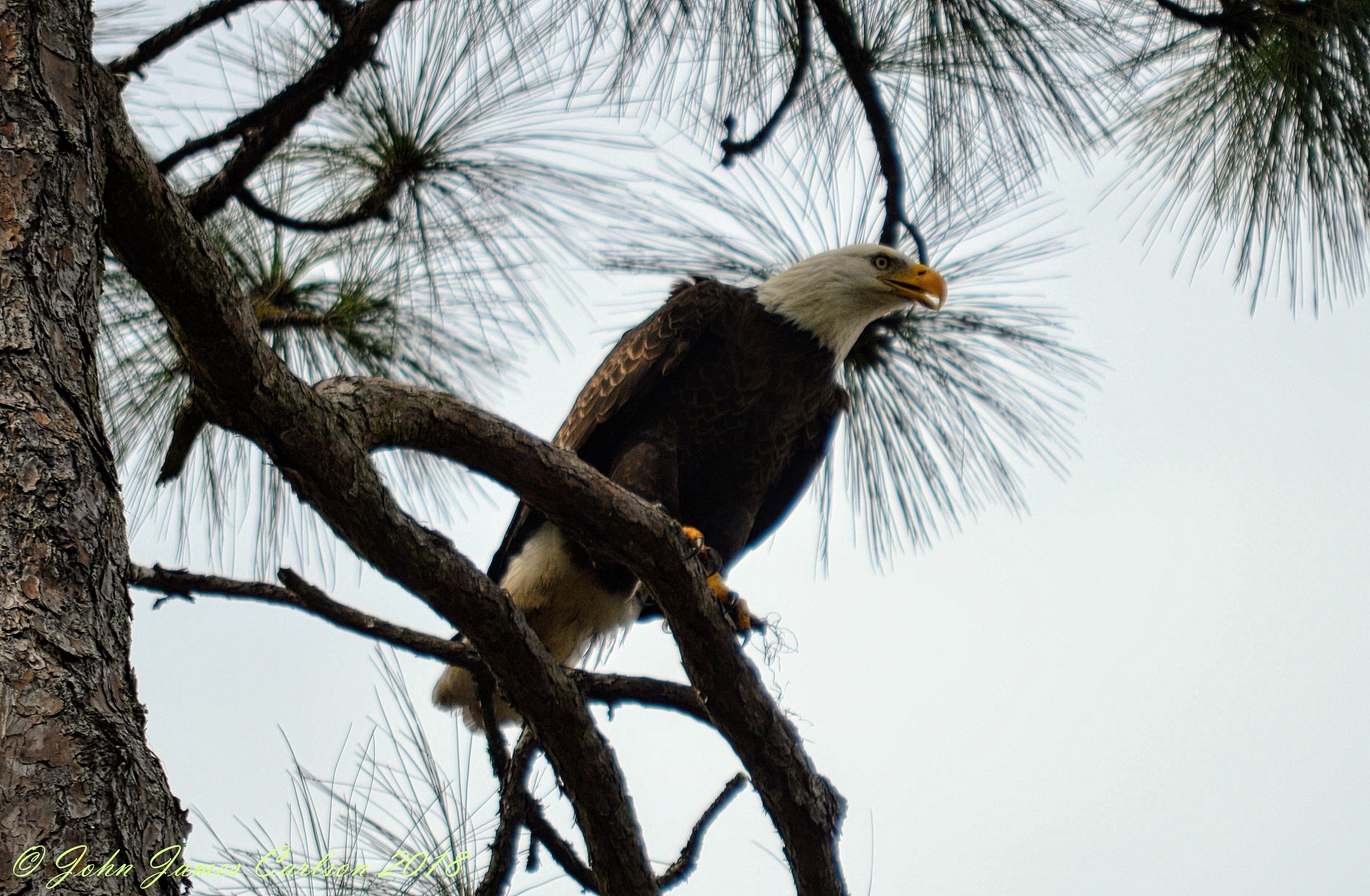 Bald Eagle giving me a watchful eye. | American Bald Eagles by John ...