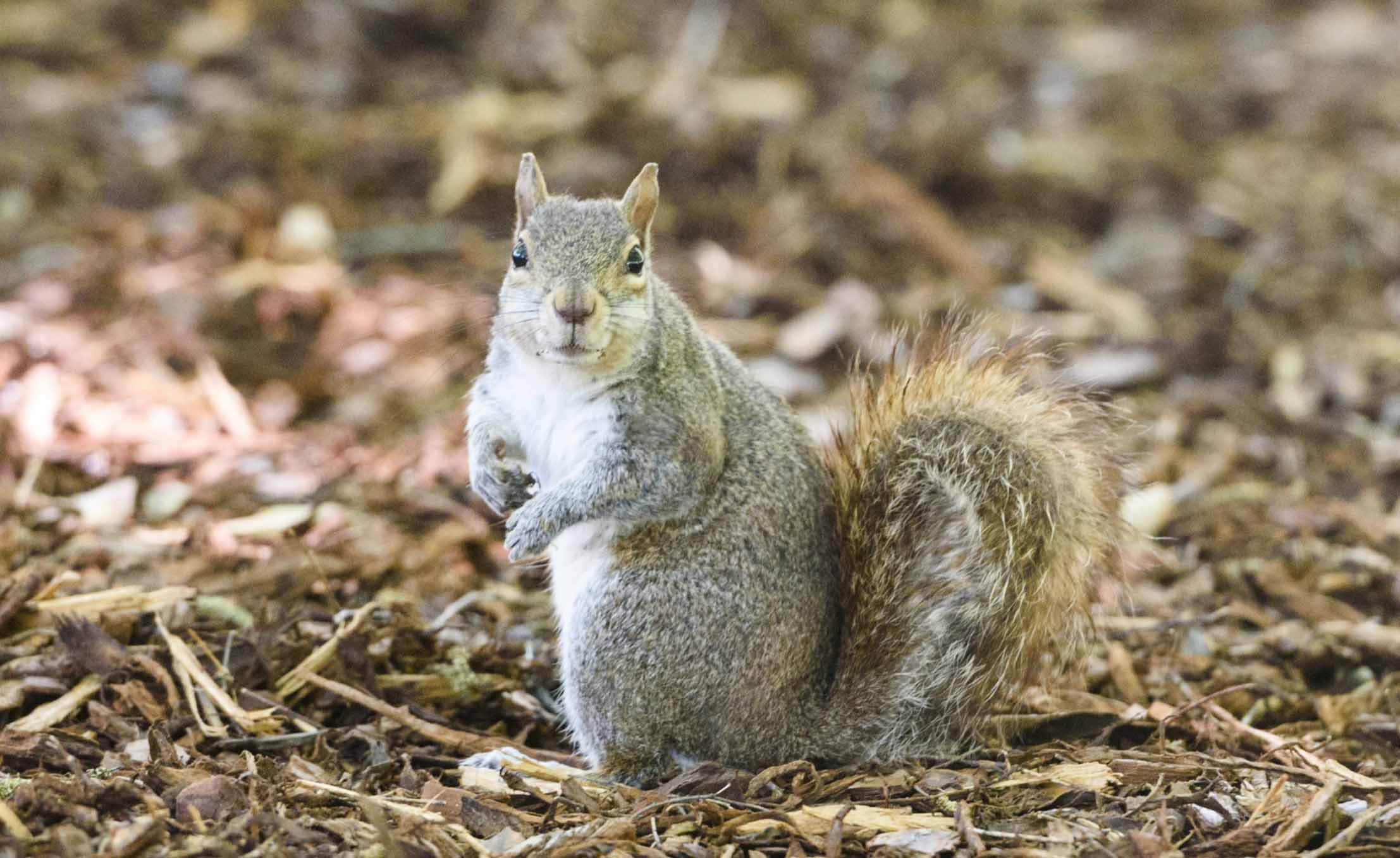 Guide to the Capstone Squirrel – University of Alabama News | The ...