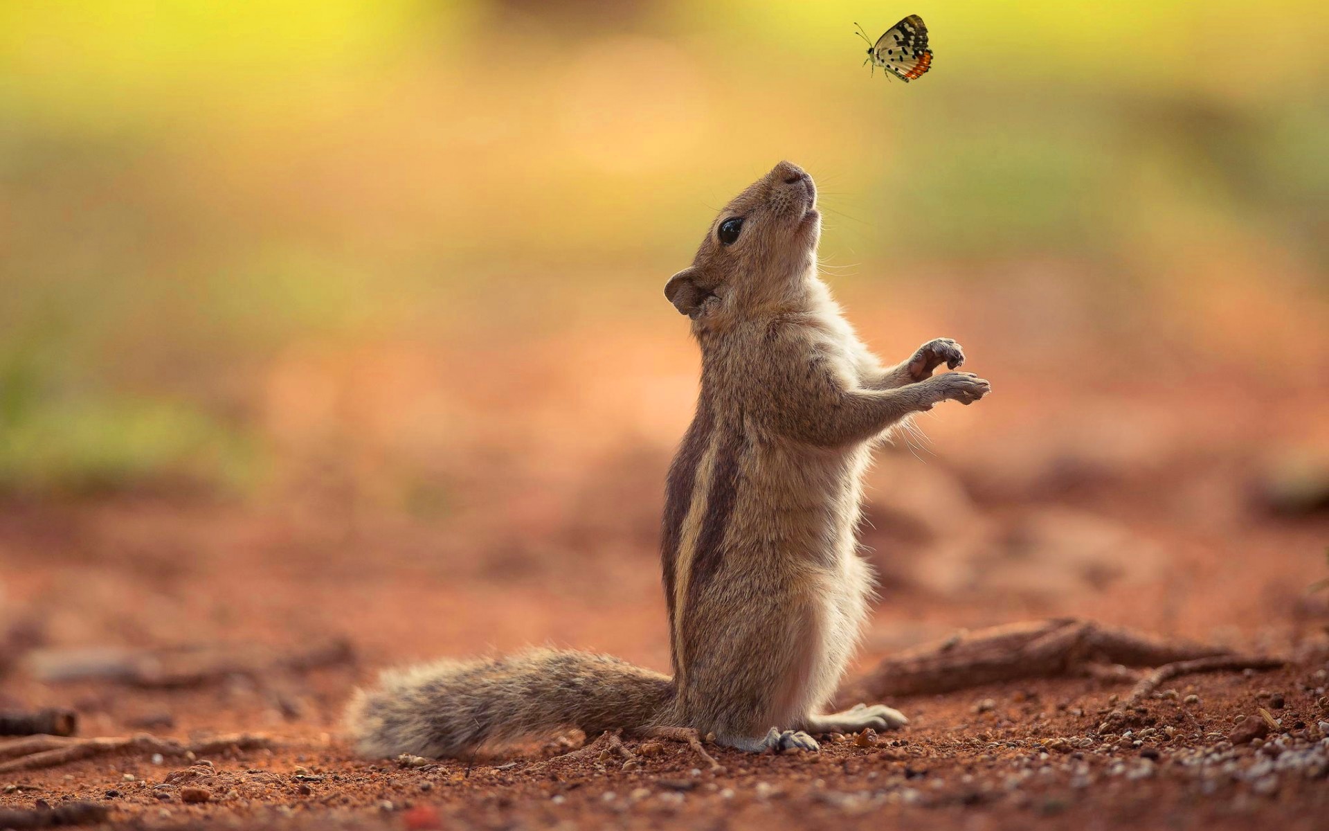 Squirrel Watching Butterfly Wallpapers - 1920x1200 - 330896