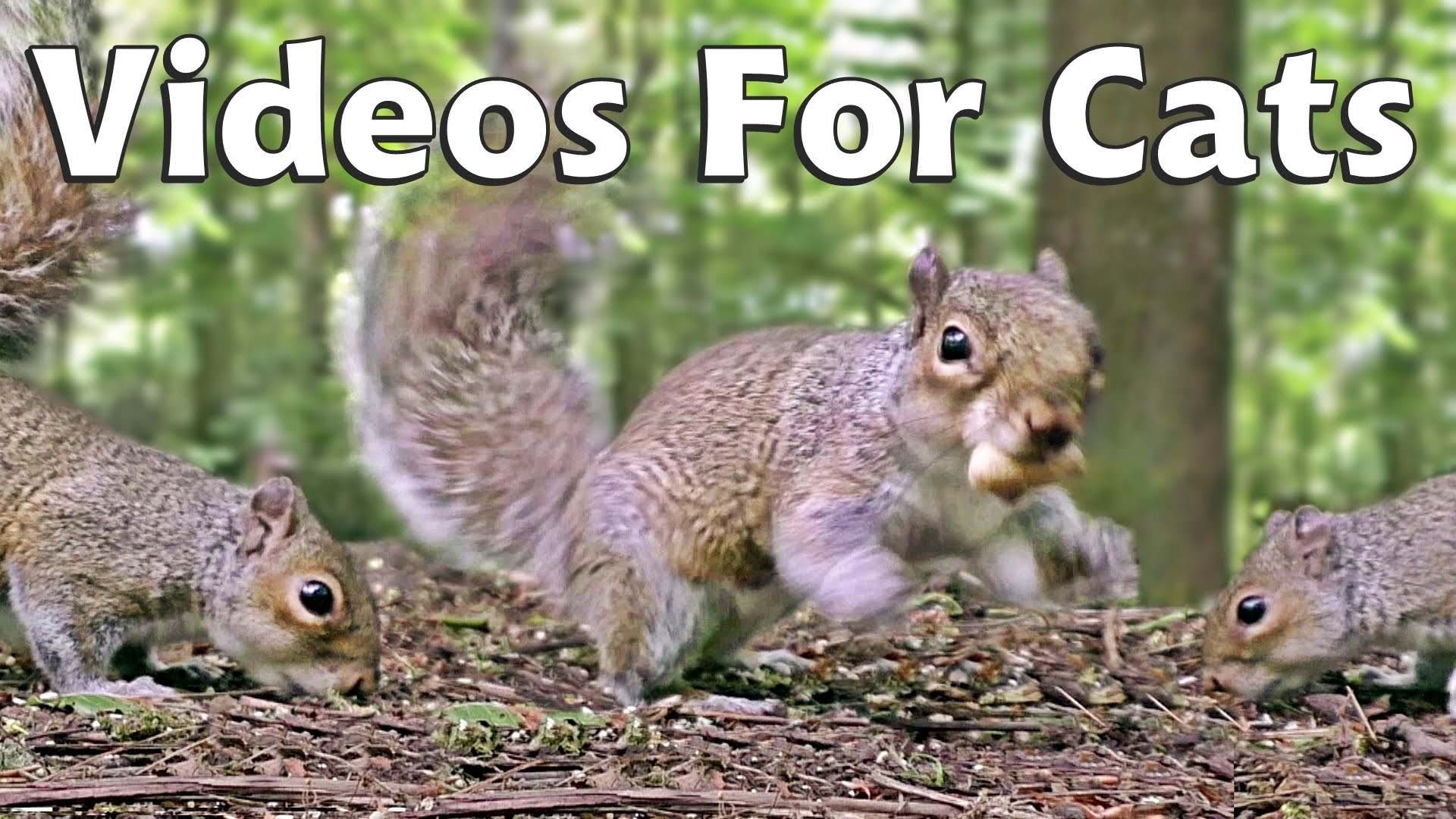 Videos & Movies for Cats to Watch Squirrels - Squirrel World - YouTube