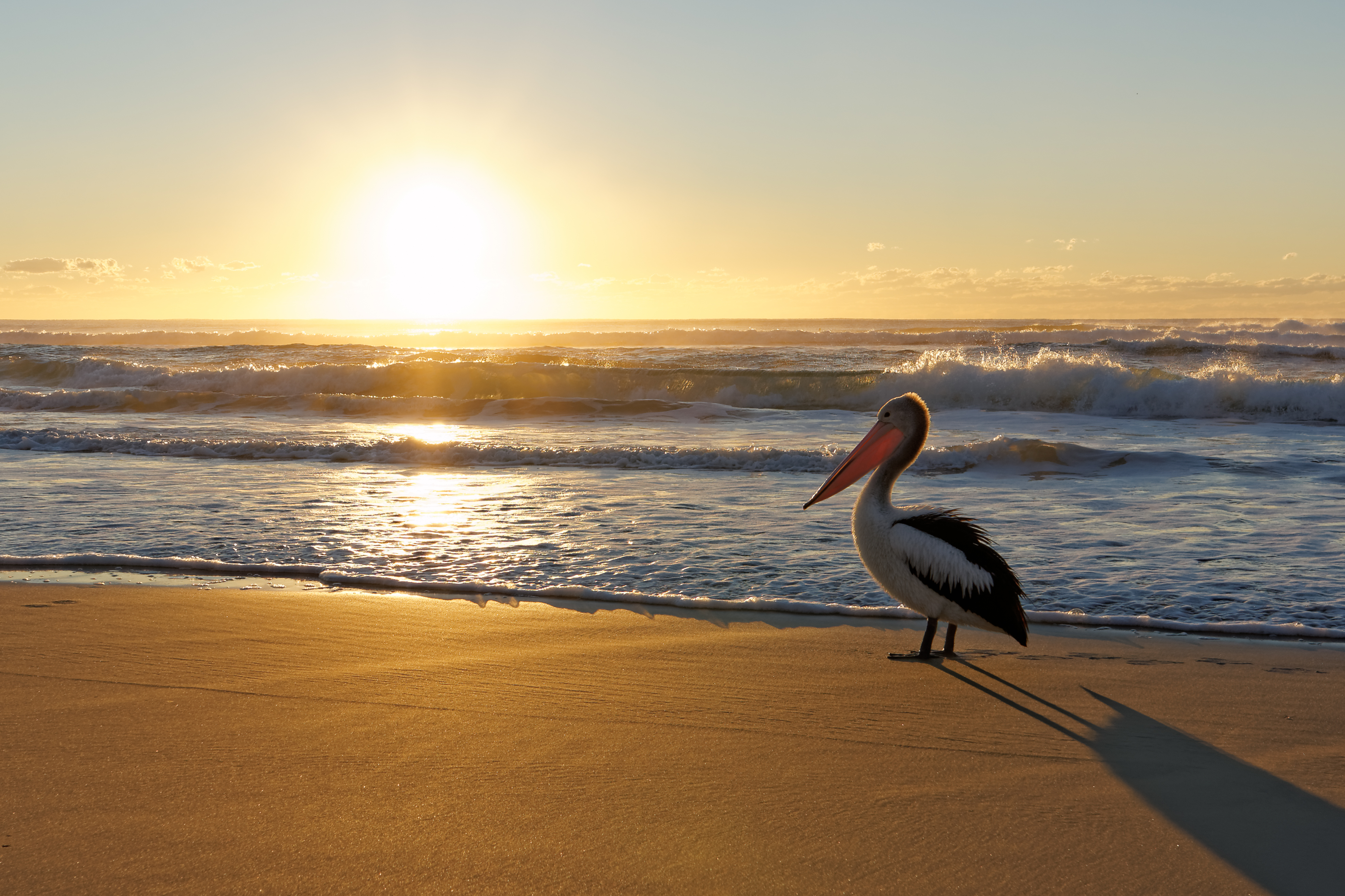 File:Australian Pelican watching beach sunrise.jpg - Wikimedia Commons