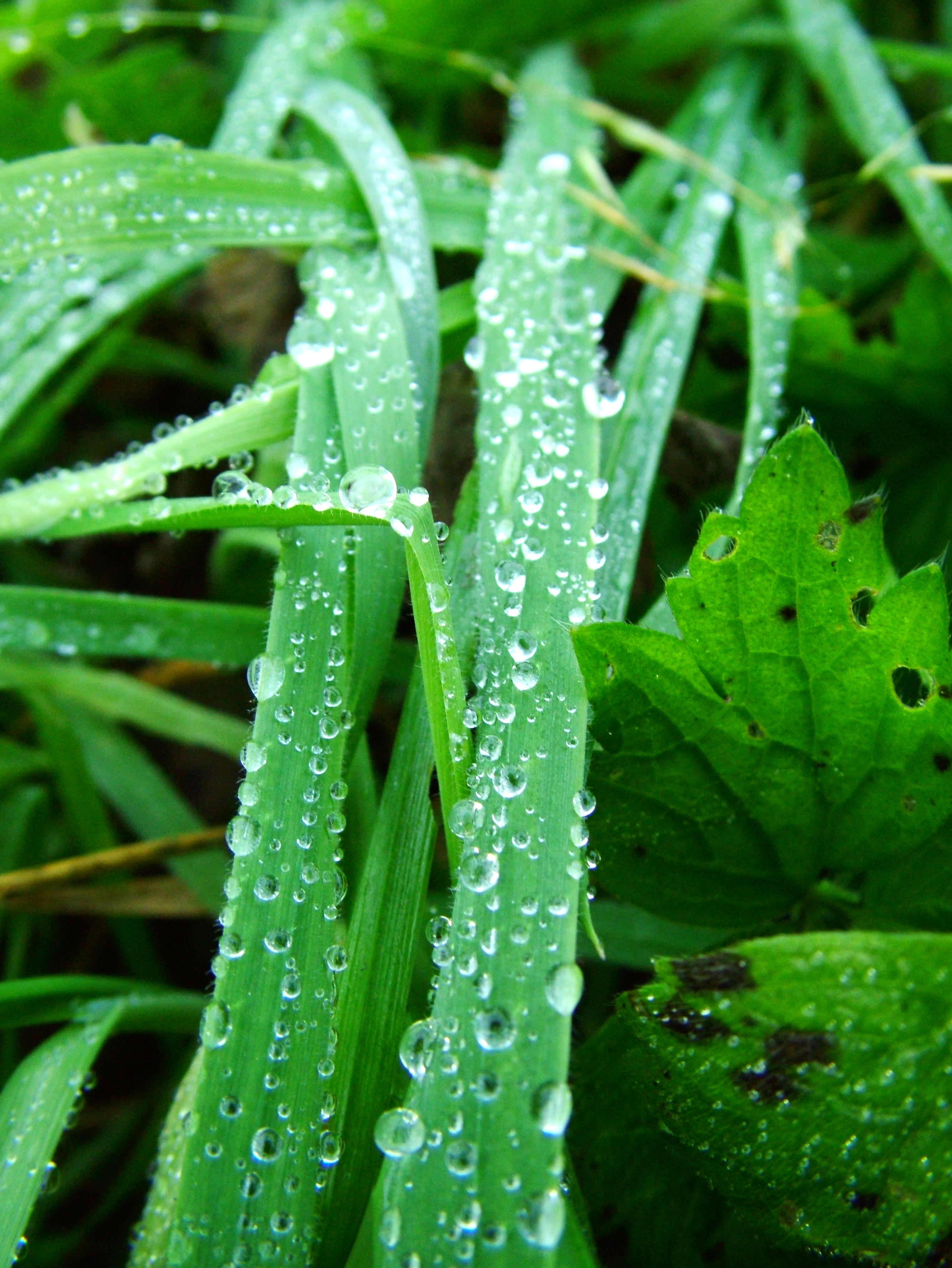 Water, Bspo06, Drops, Grass, Green, HQ Photo