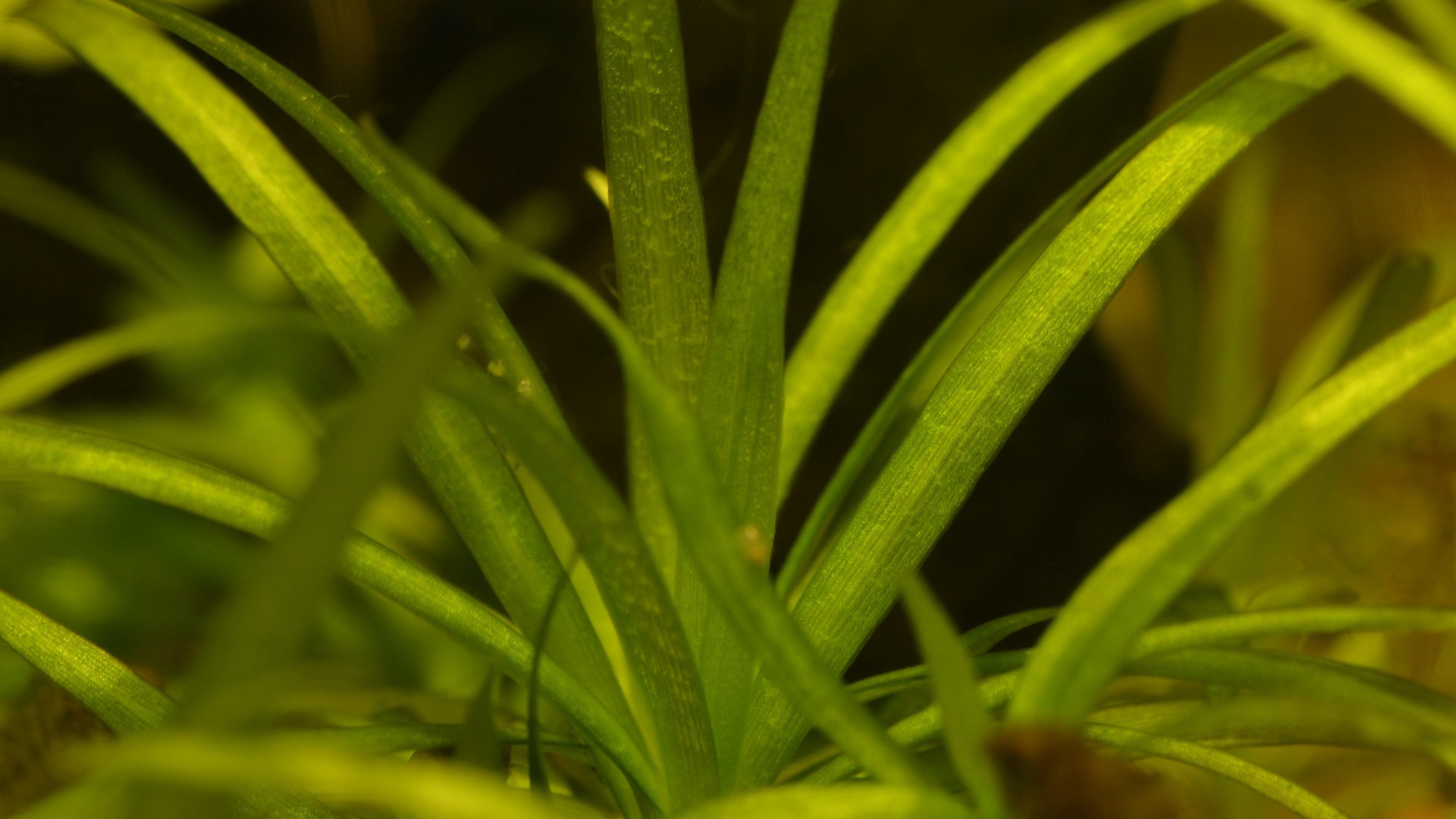 Aquatic plants outside and in cold water tanks - Part 1. Echinodorus ...