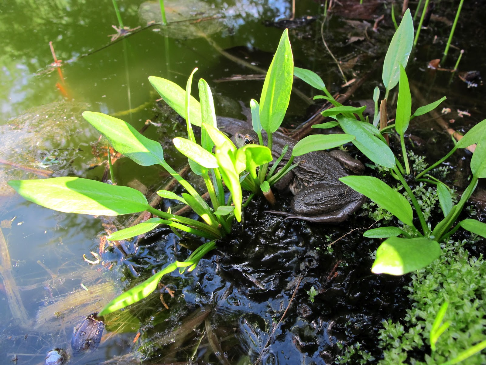 Blue Jay Barrens: Water Garden - Early Spring