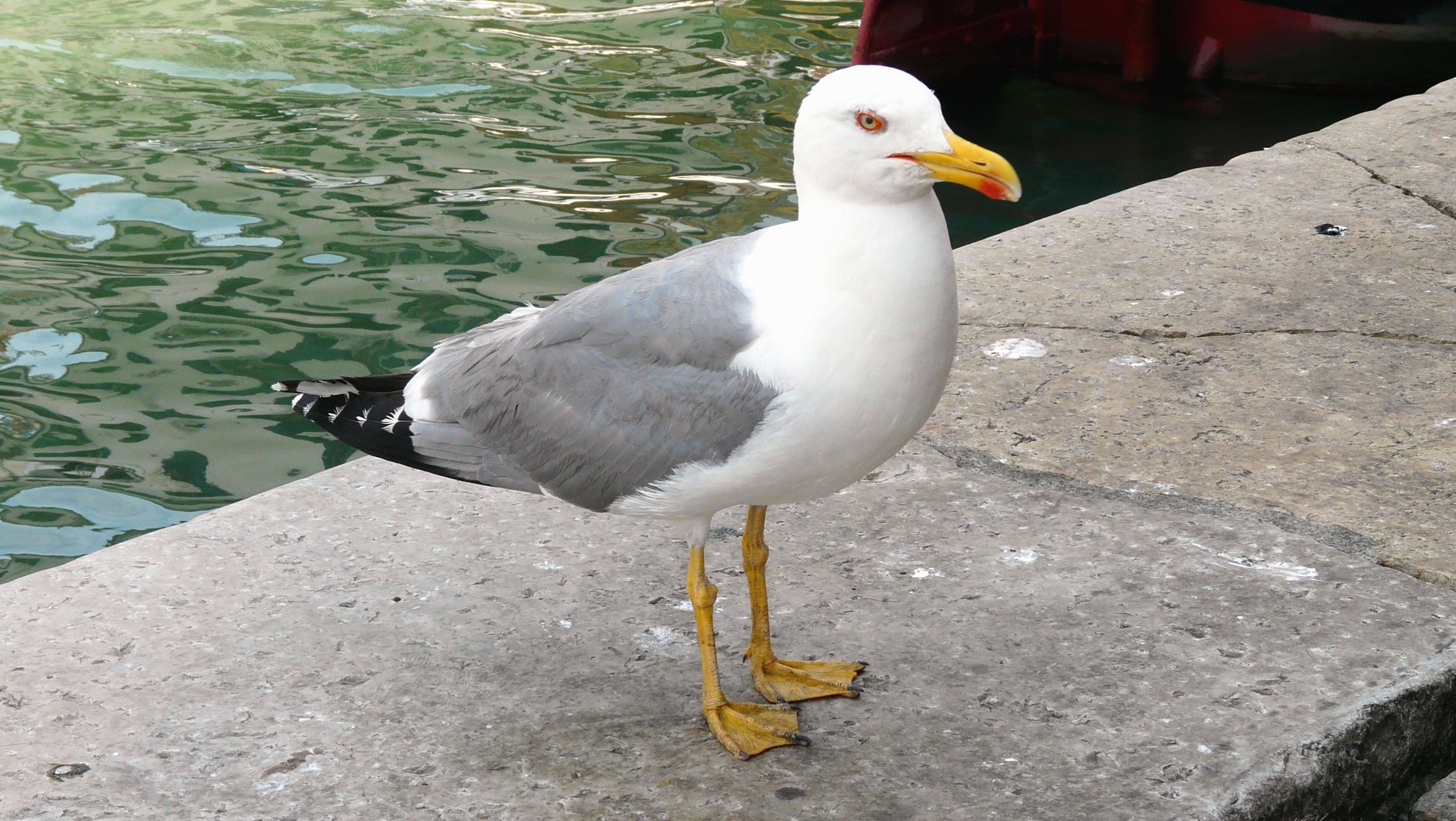 Free picture: seagull, coast, water, birds, beak, feathers