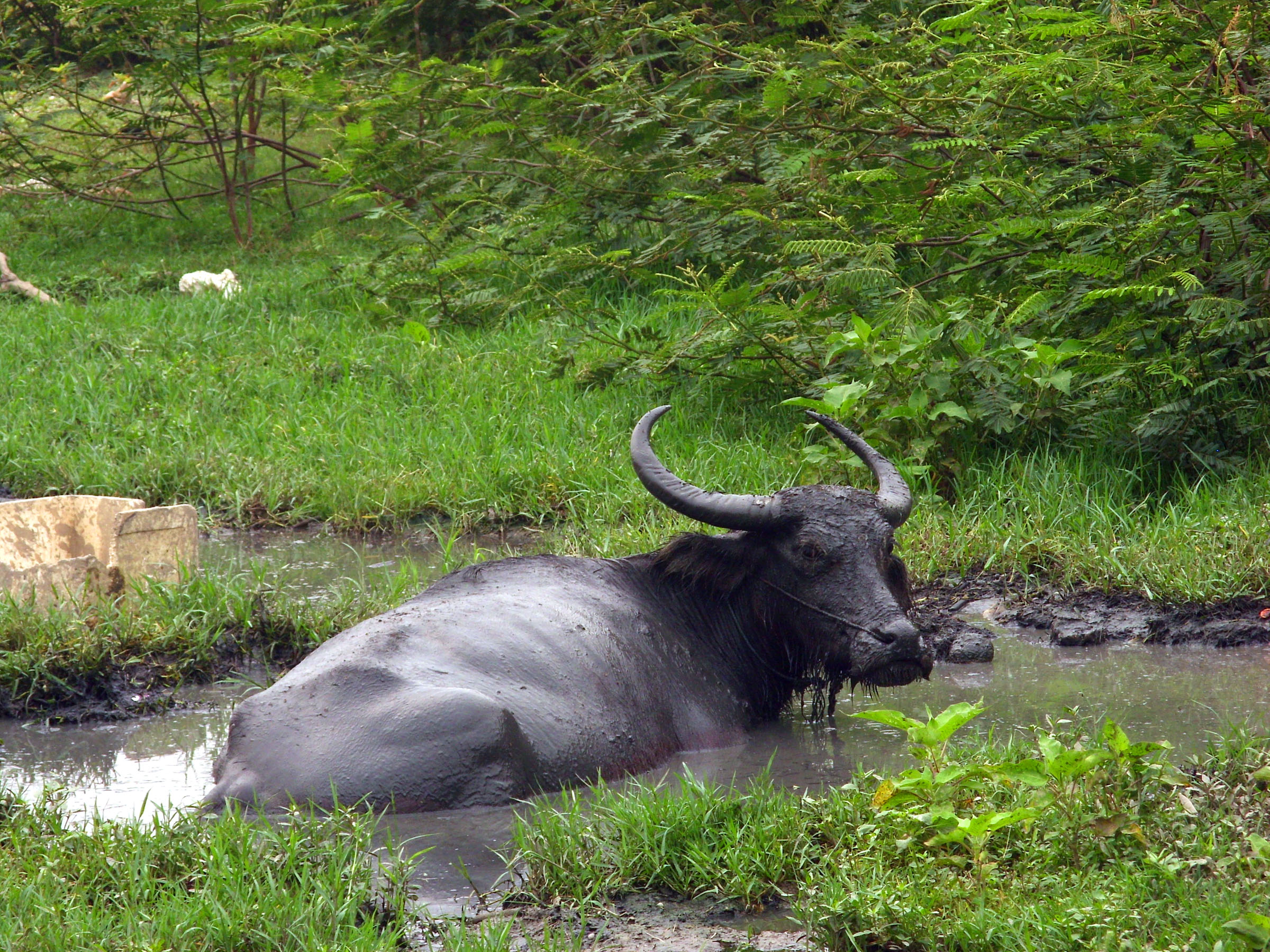 Water buffalo photo