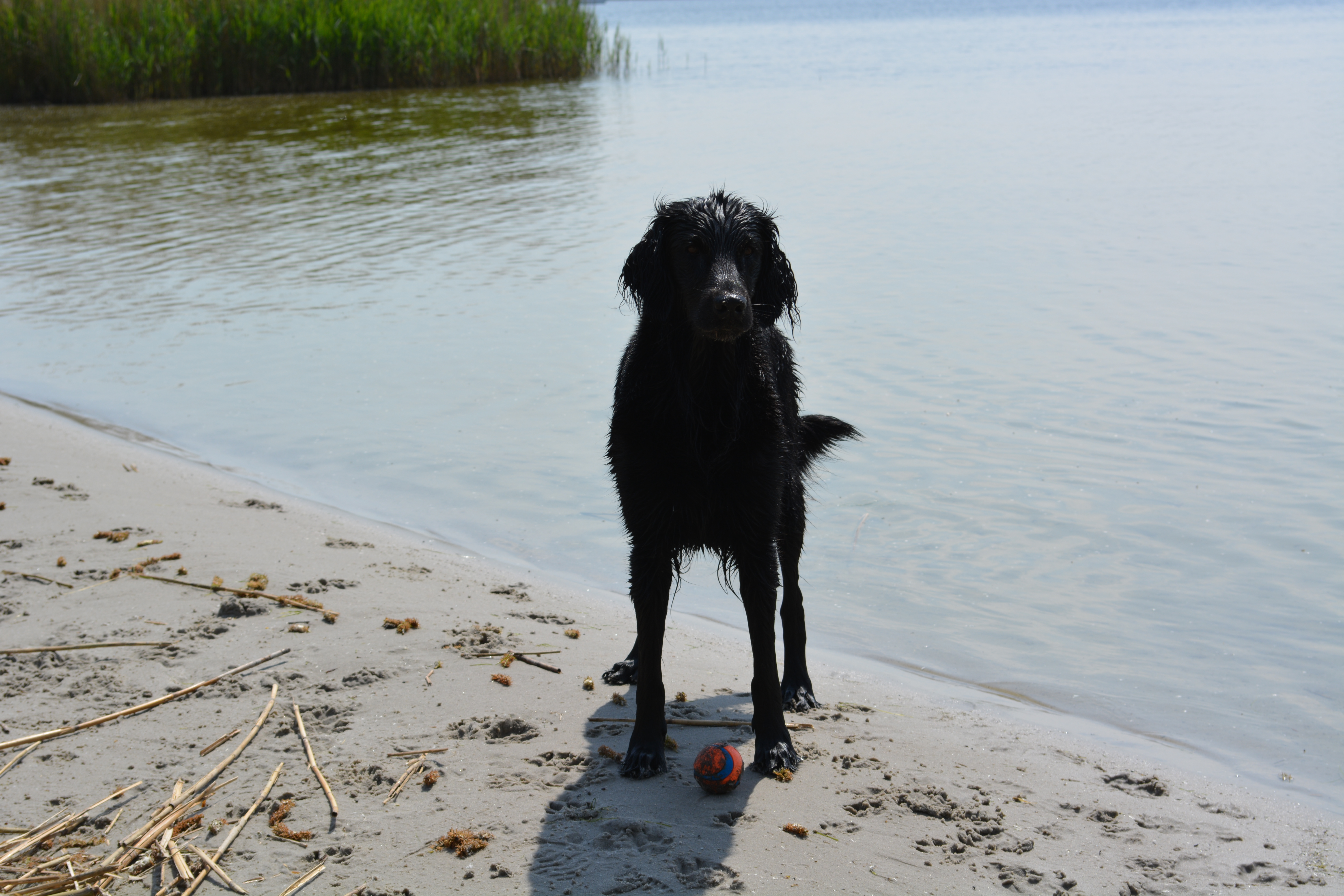 File:Flat-coated Retriever at the water.jpg - Wikimedia Commons