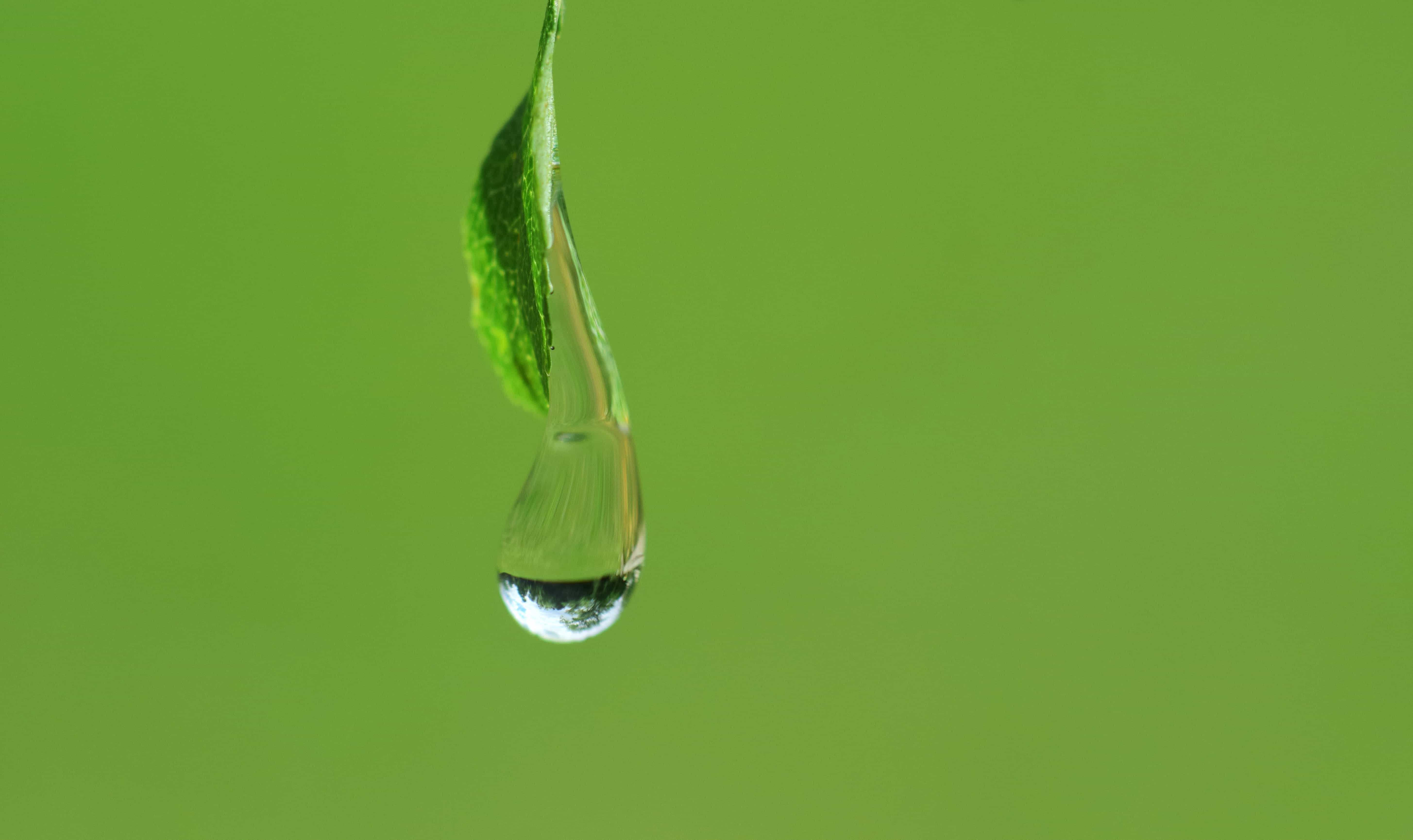 Free picture: leaf, dew, wet, nature, water, moisture, rain drop