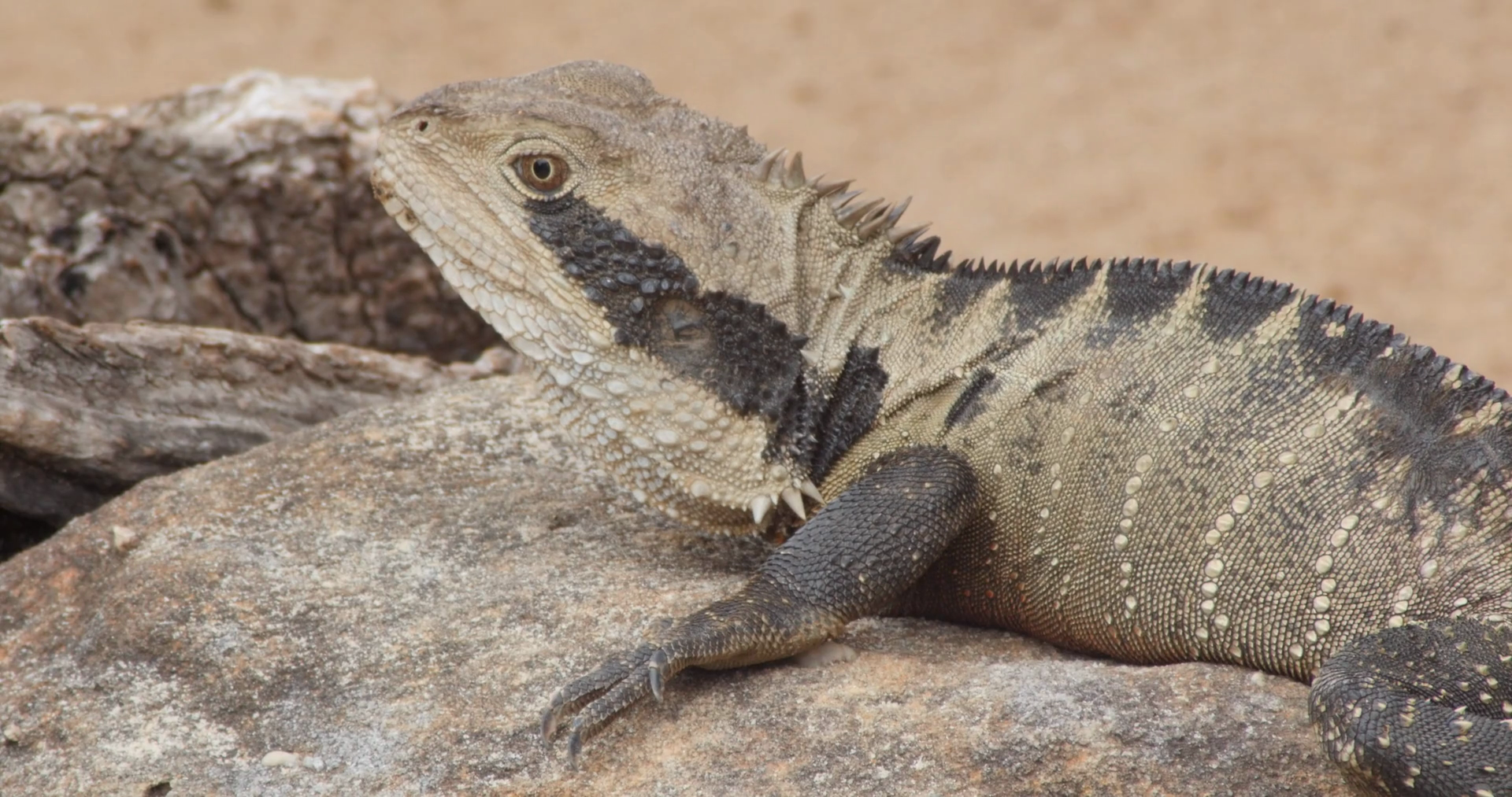 Australian Eastern Water Dragon lizard reptile on rock Stock Video ...